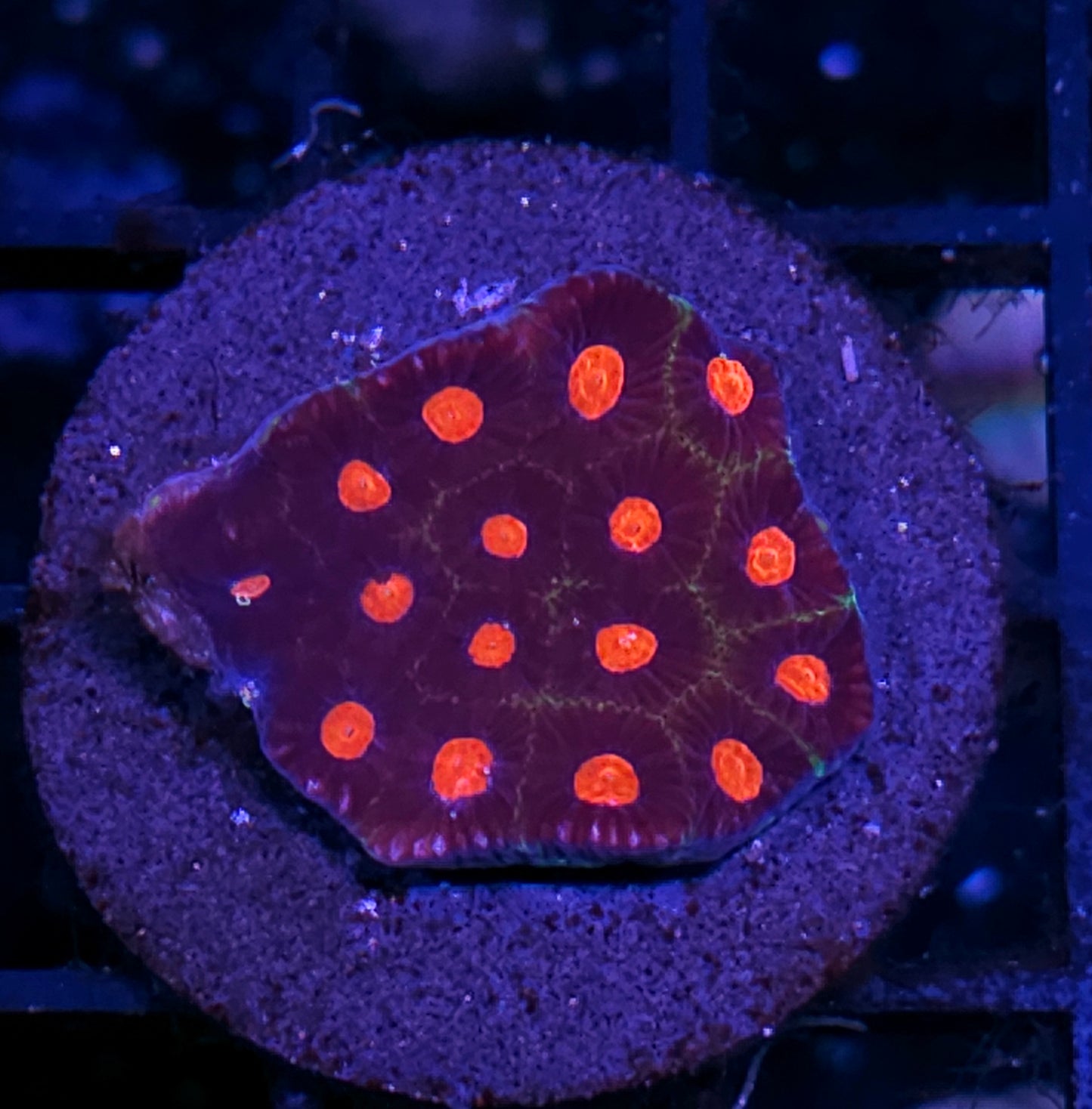 Dark Matter Micro Favia