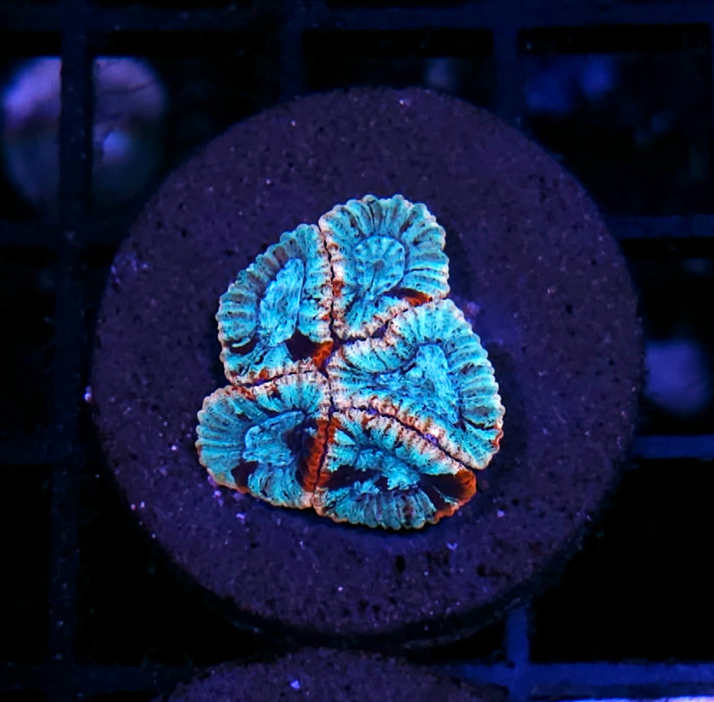 HF Stained Glass Micro Favia