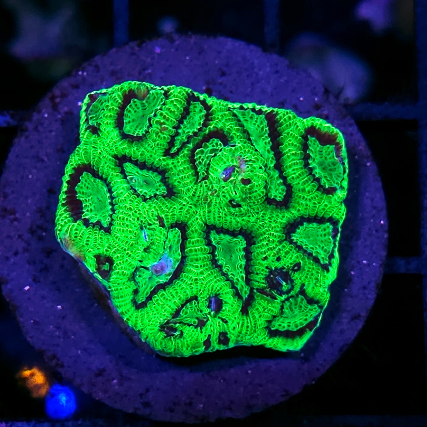 HF Riddler Micro Favia