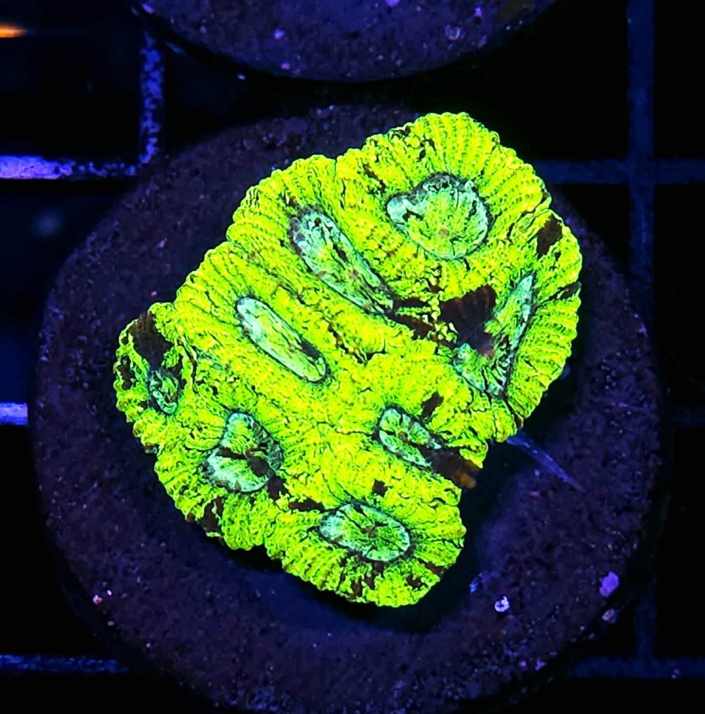 HF Yellow Hornet Micro Favia