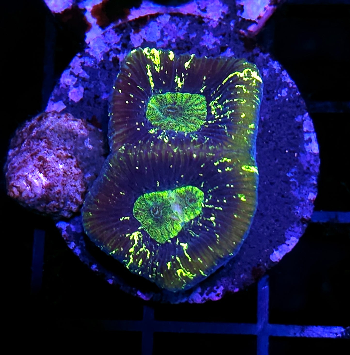 Acid Splash Goniastrea