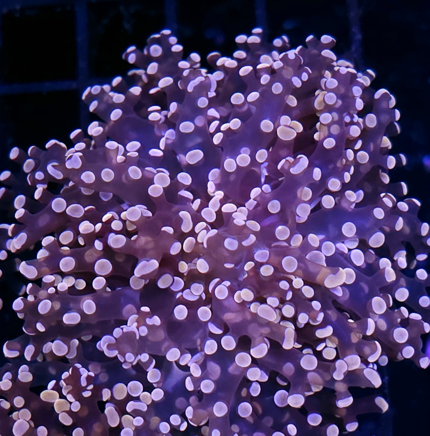 Orange Frogspawn