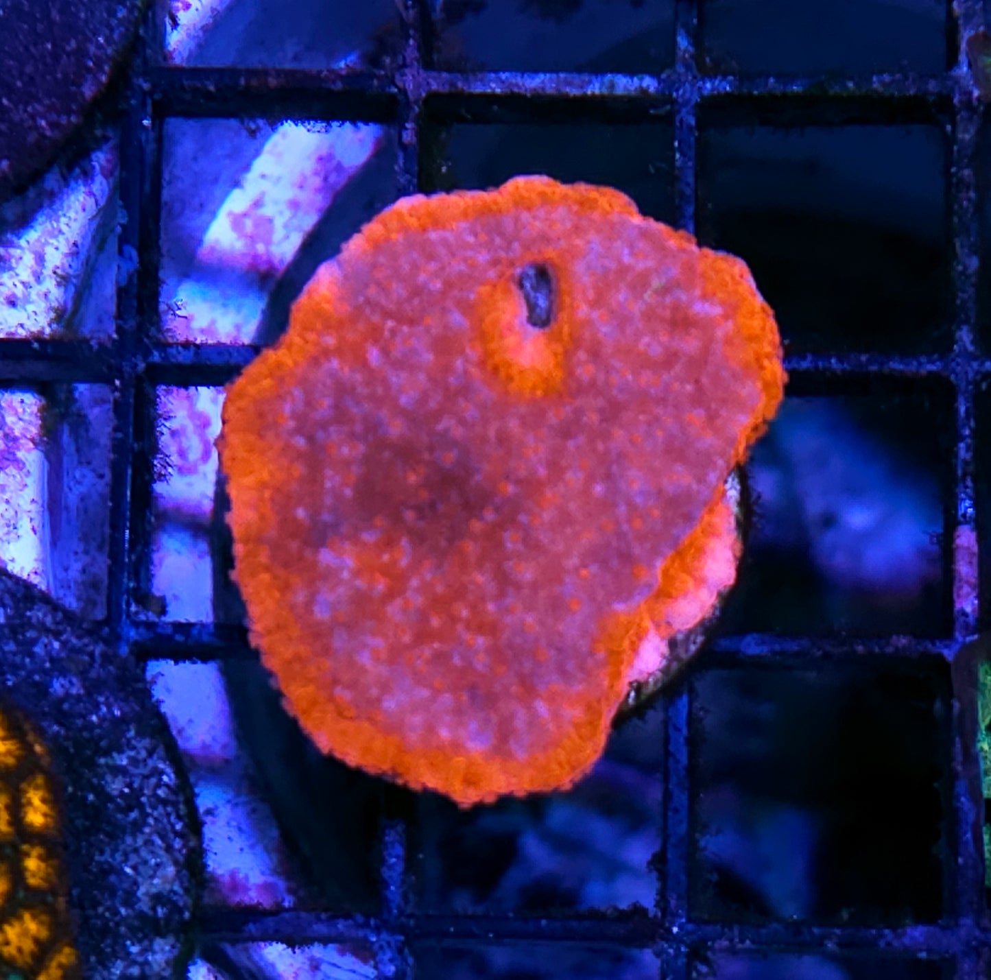 Flambe Montipora