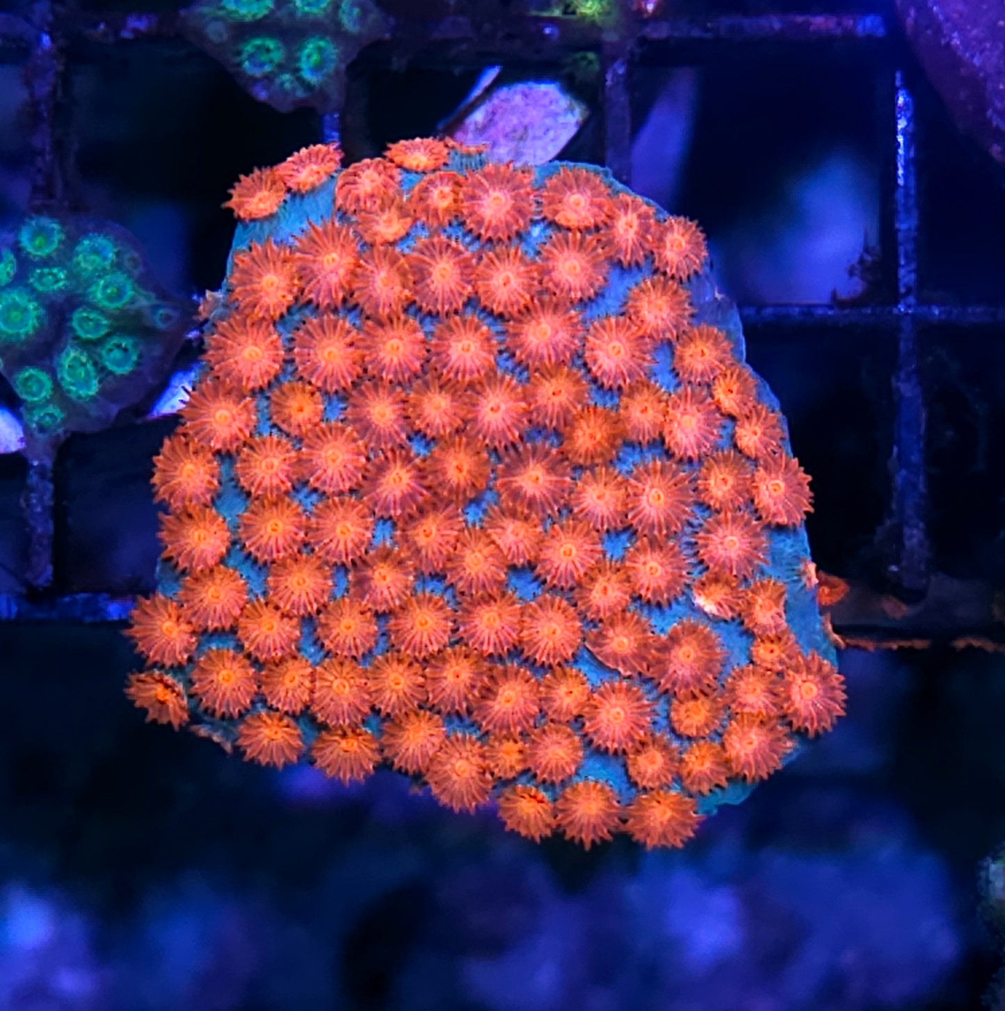 DR Baywatch Cyphastrea Colony