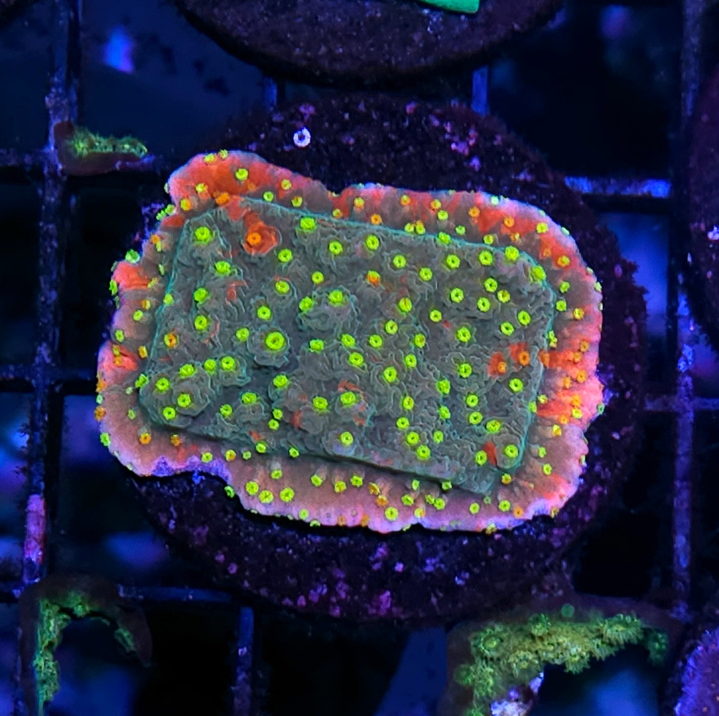 Omega Grafted Montipora