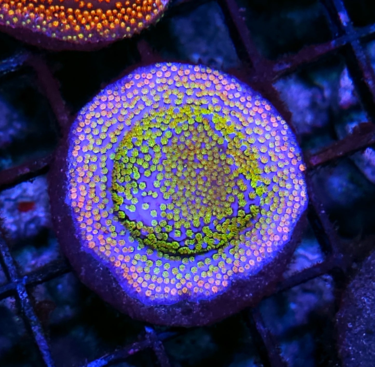 Rainbow Dragon Montipora