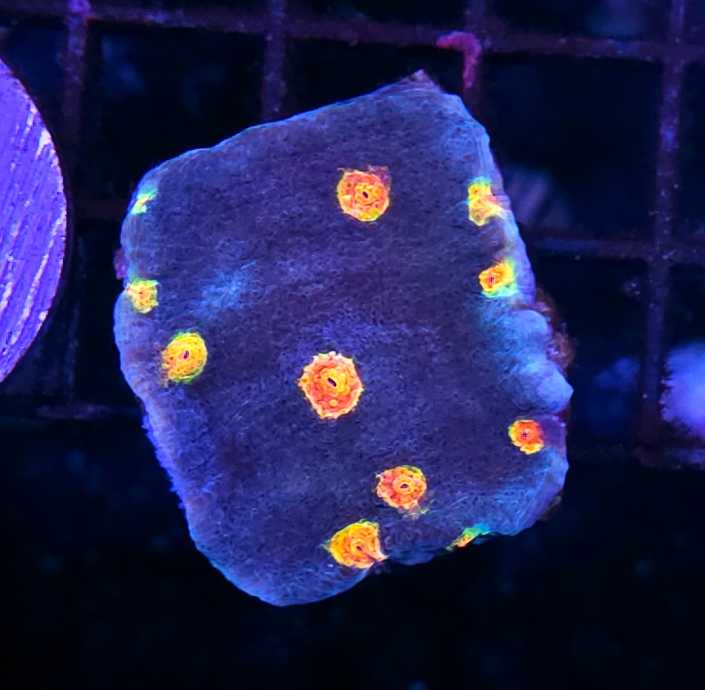 HF Dipping Dots Chalice Mini Colony