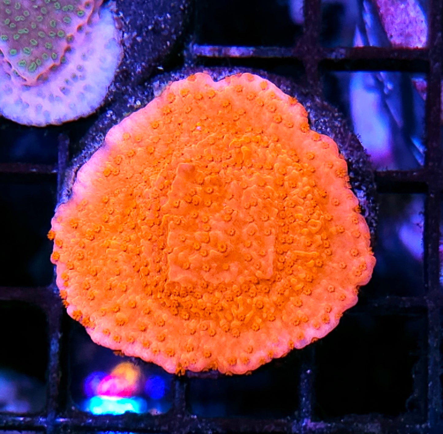 Orange Cap Montipora