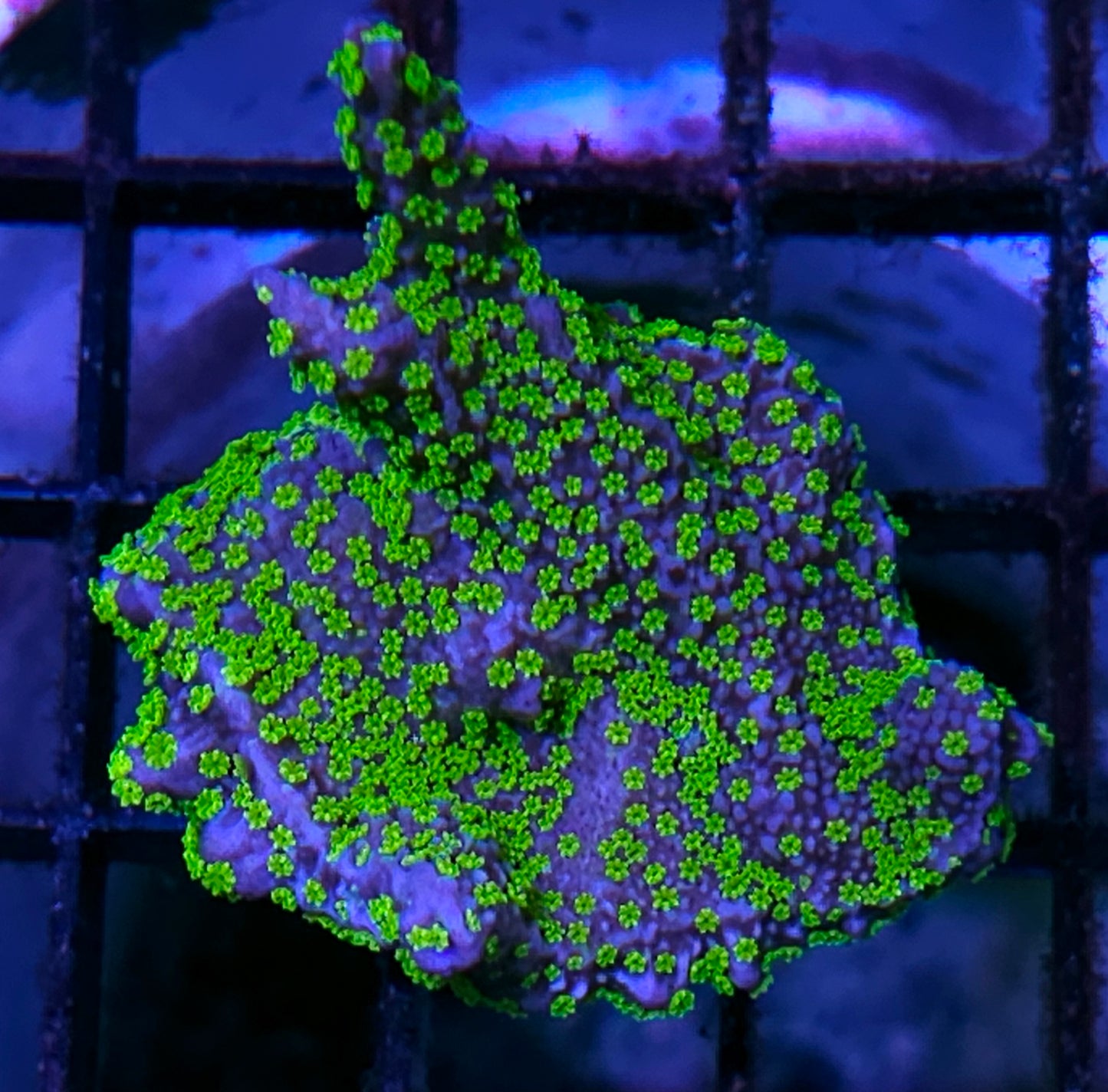 DR Fireflies Montipora Colony