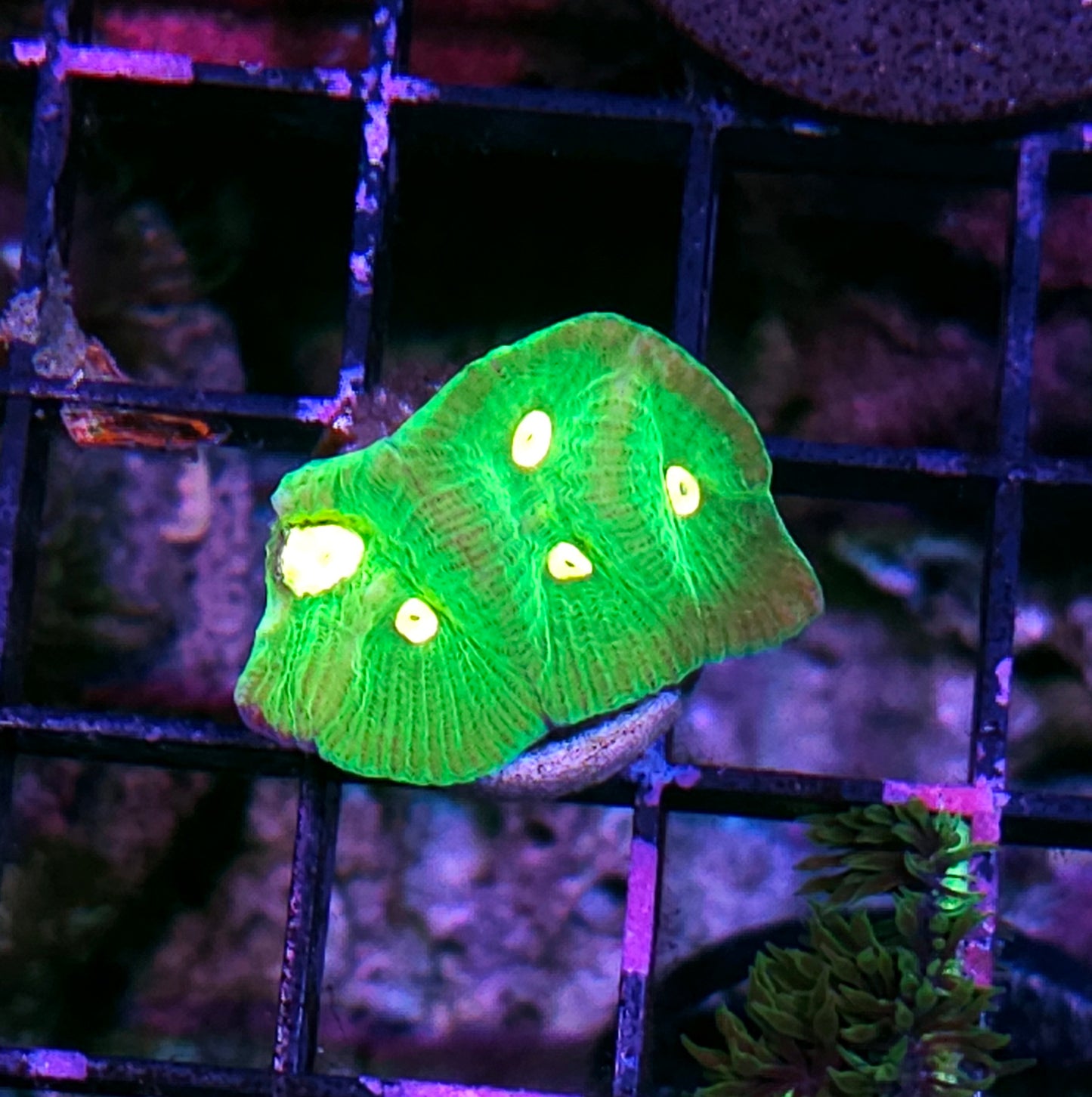 Bug Juice Goniastrea