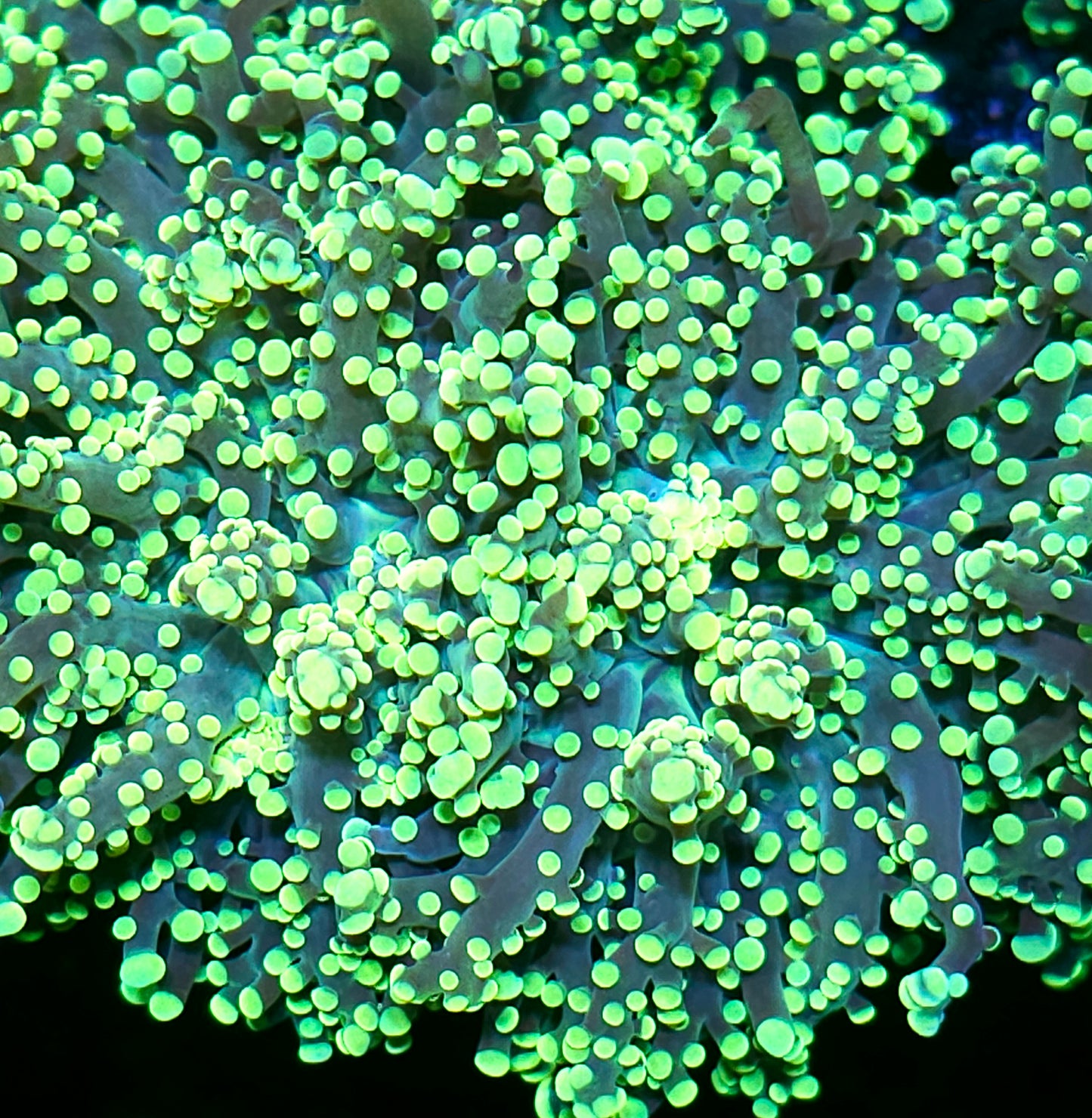 King Kobe Frogspawn