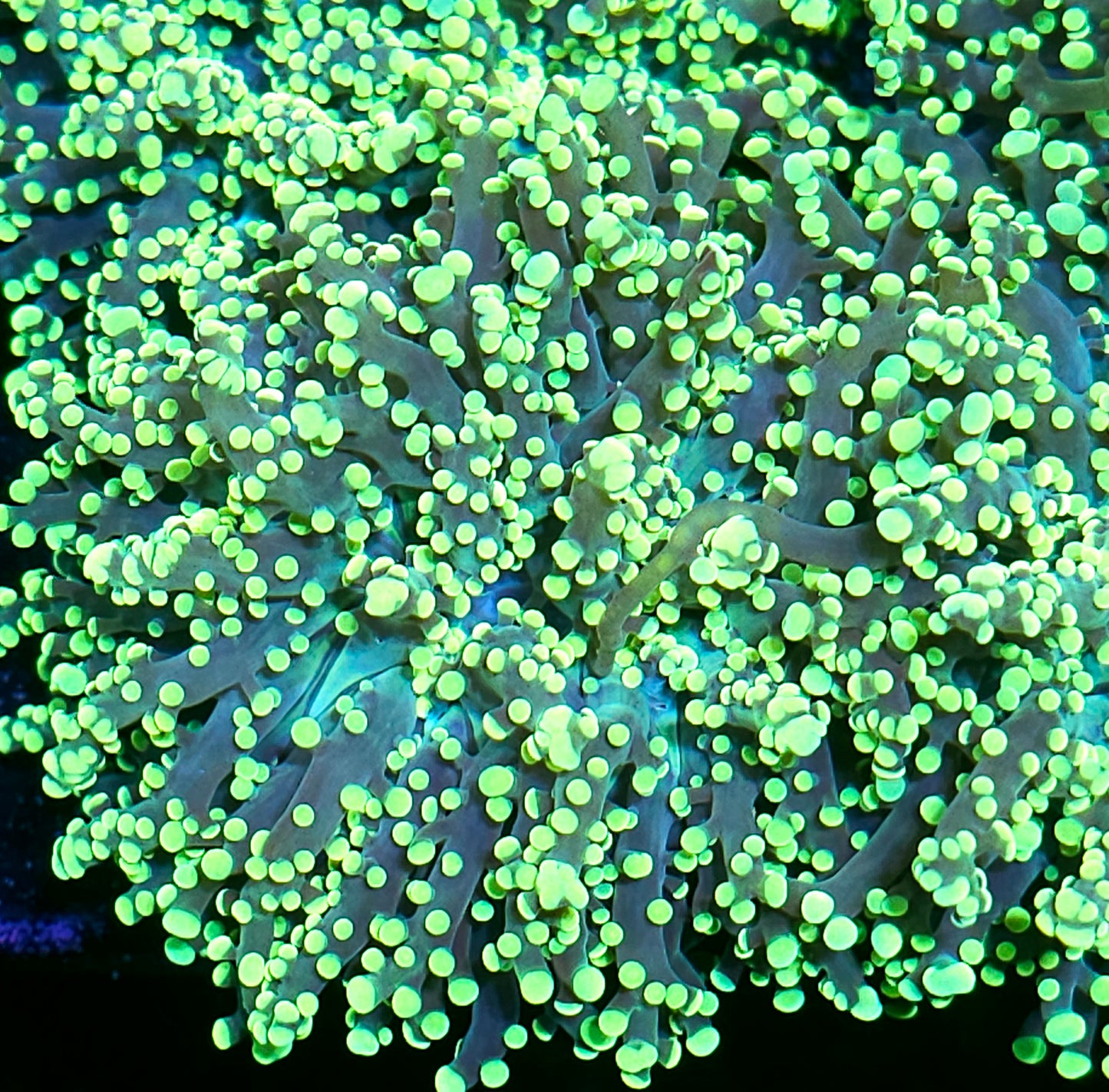 Night Vision Frogspawn