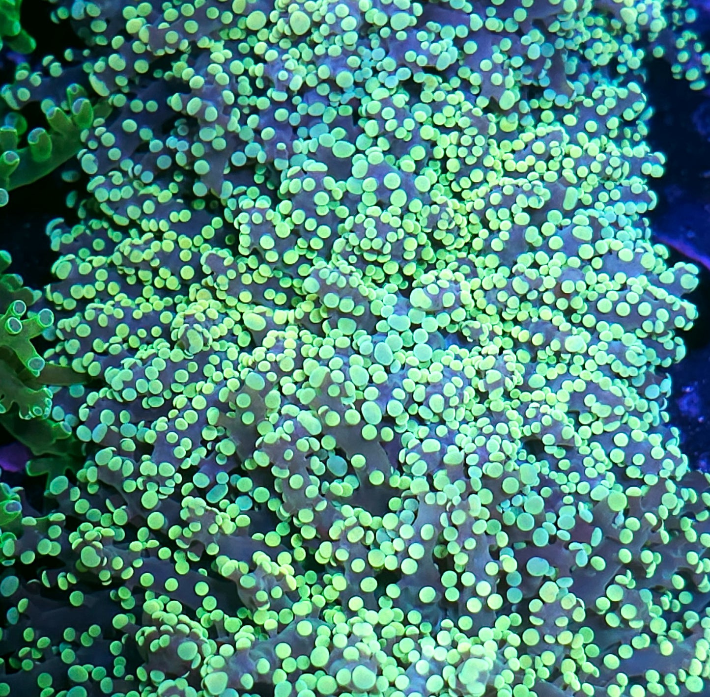 Utopia Frogspawn