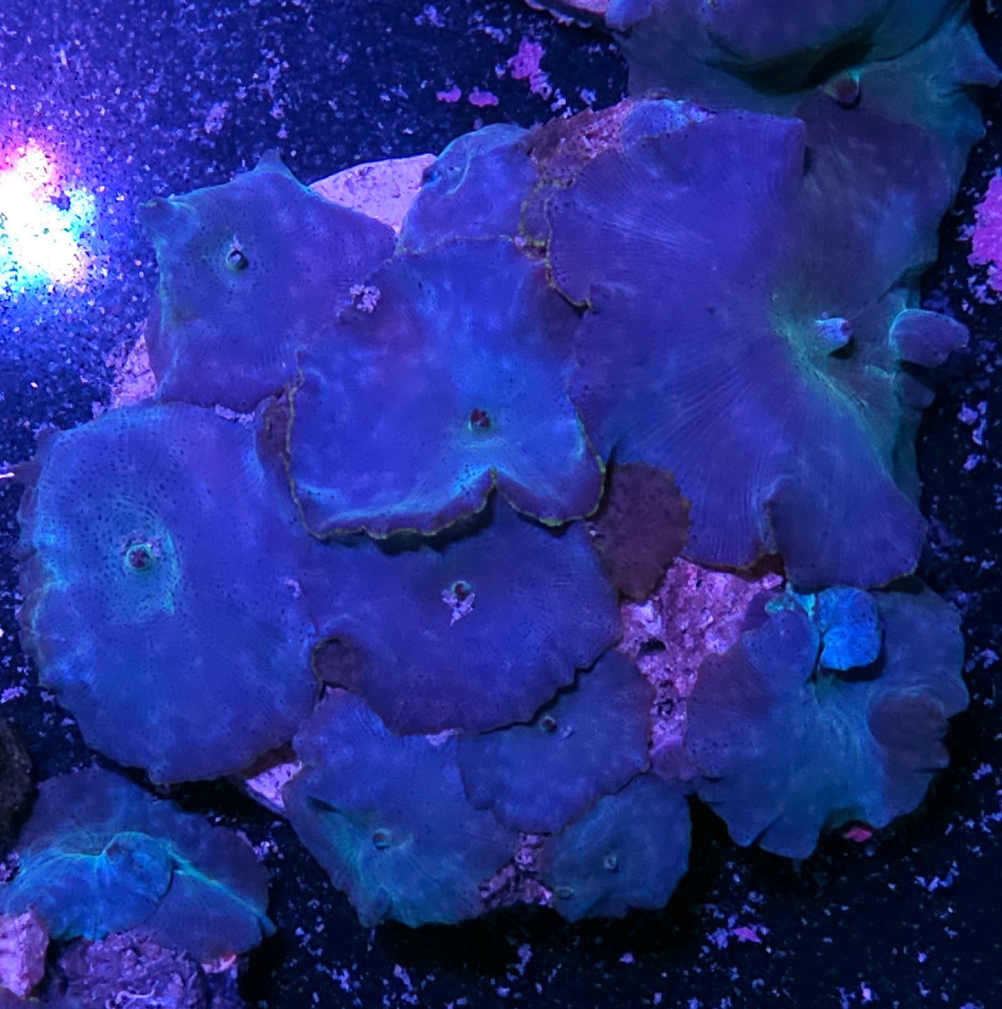 Turquoise Velvet Mushroom Colony