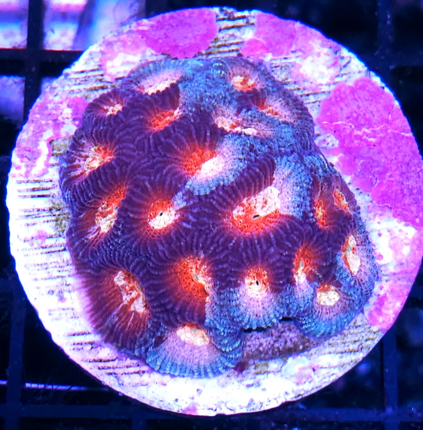 HF Captain Marvel Favia Colony