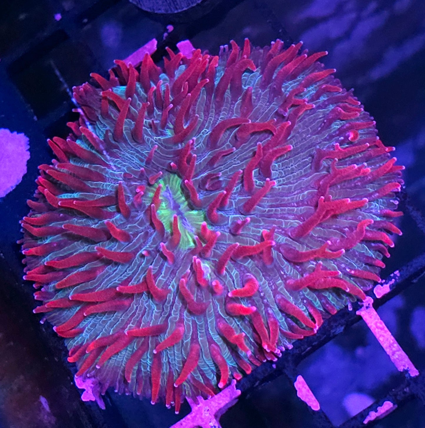 Unicorn π¦ Kisses π Diaseris WHOLE COLONY