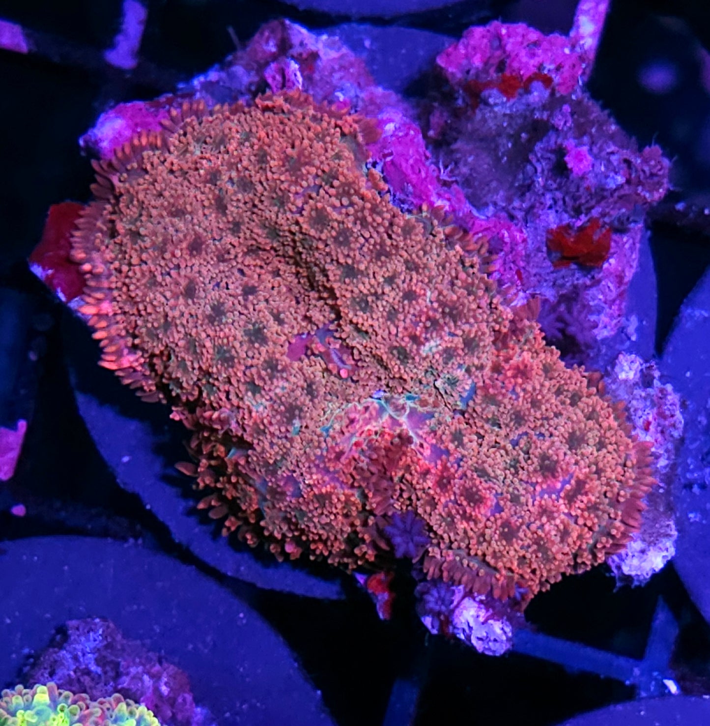 3" EXTREMELY RARE Watermelon Bomb Pom Pom Mushroom
