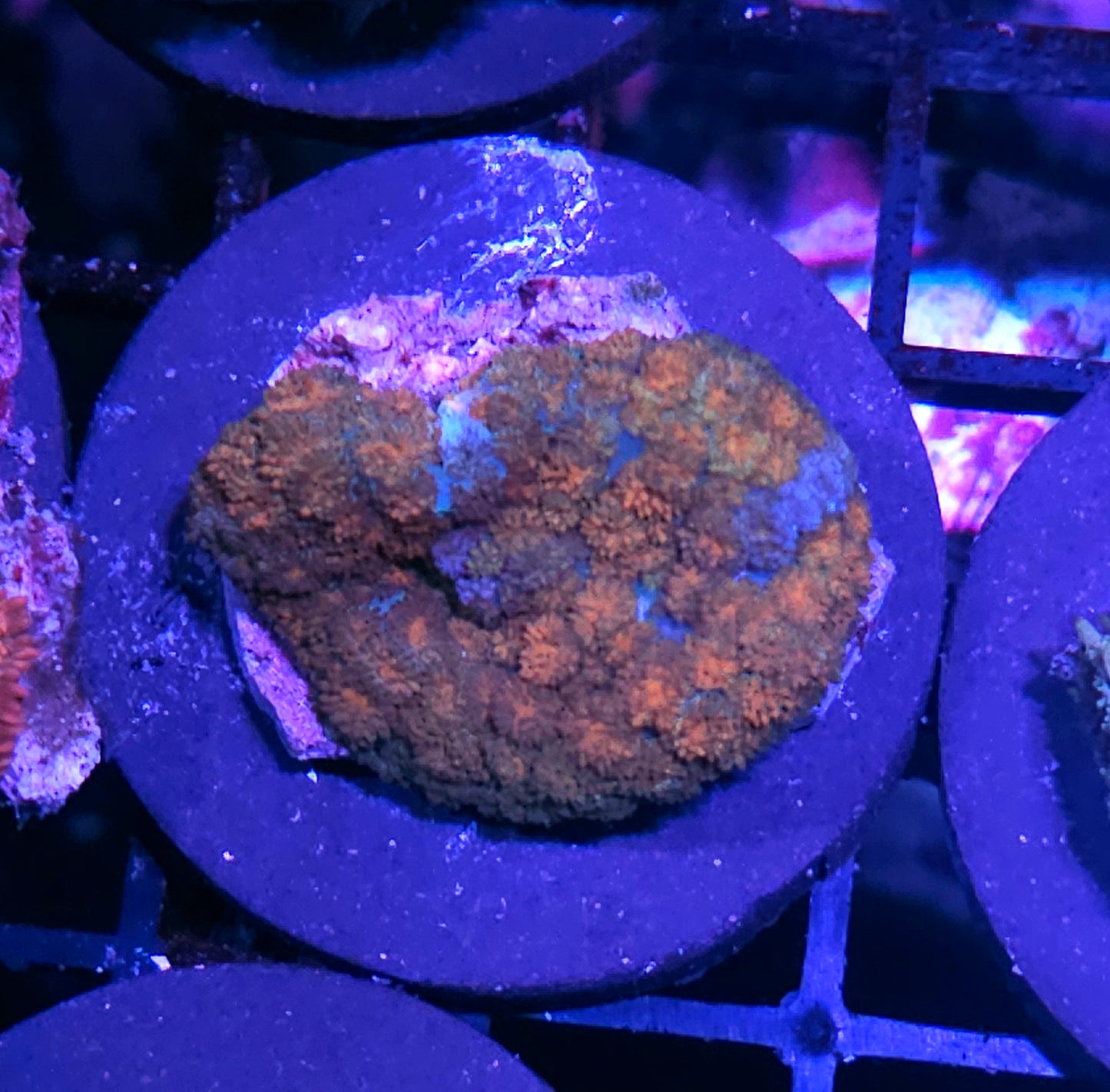 HF Tiger Paw Pom Pom Mushroom RARE