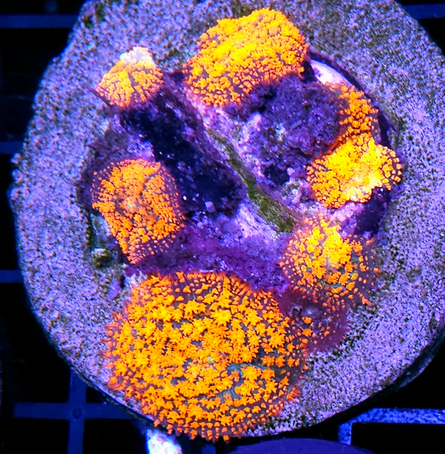 HF Incinerator Pom Pom Mushroom Colony RARE