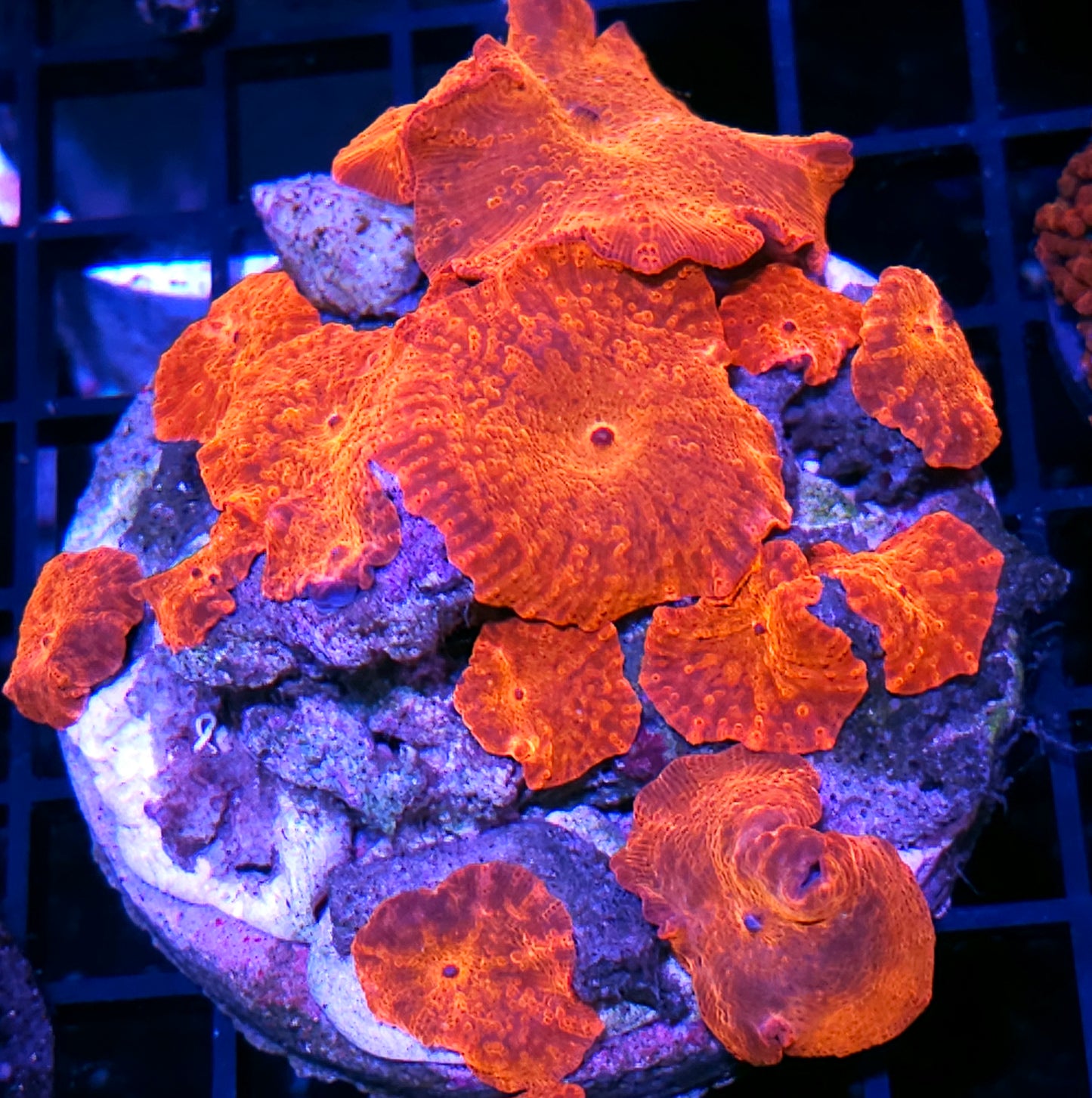 Intense Chameleon Orange Mushroom Colony