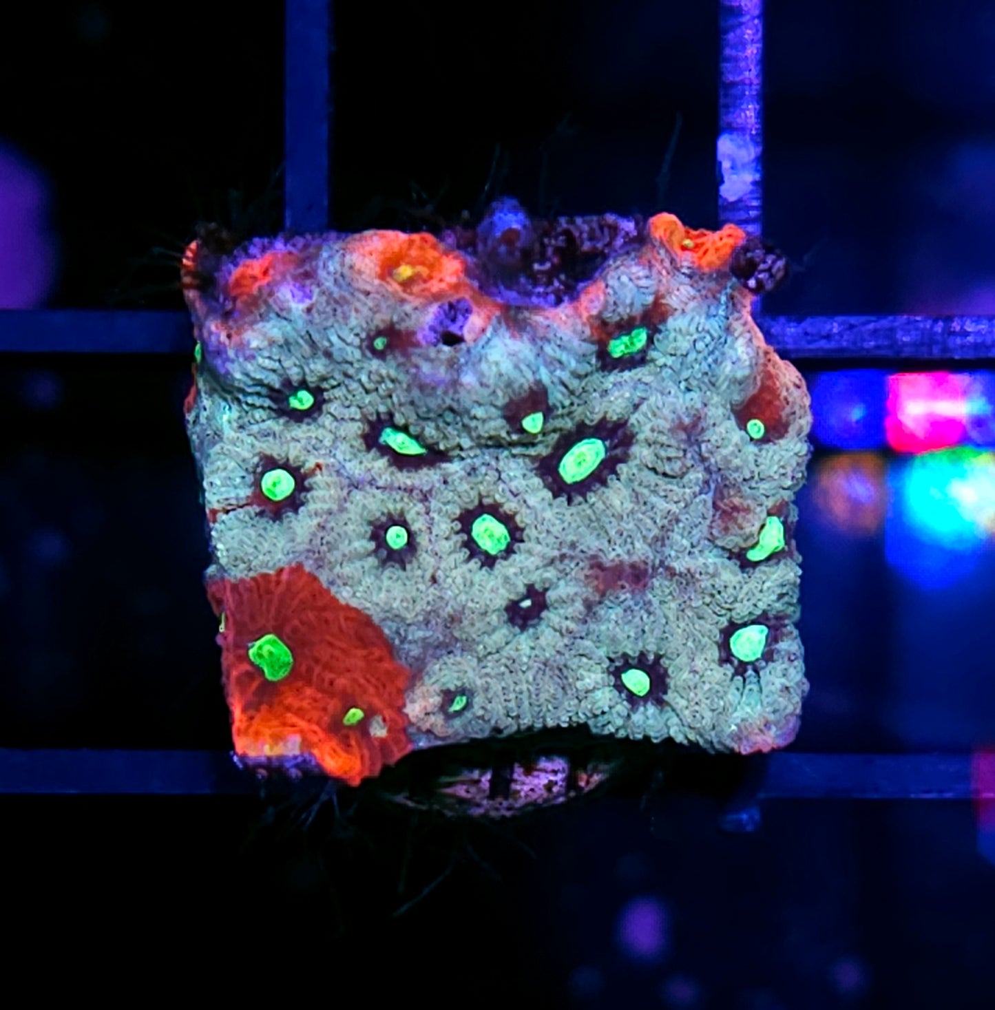 Waverly Place War Coral