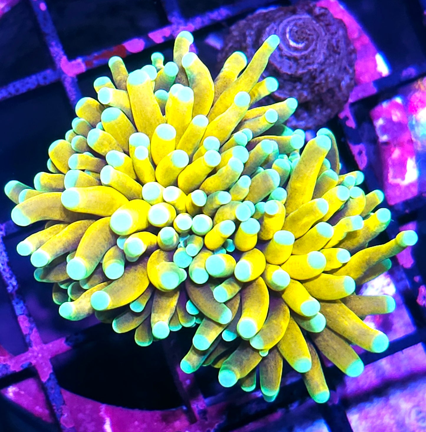 Malaysian Pharoahs Gold Torch