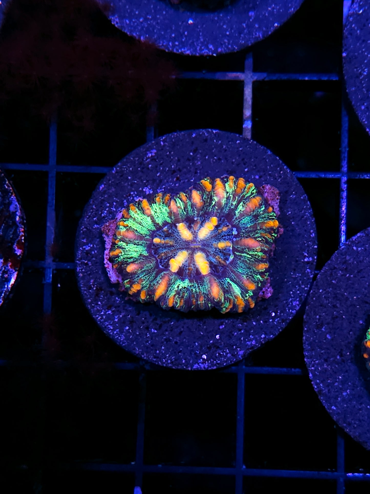 Tiger Prawn Mini Scolymia