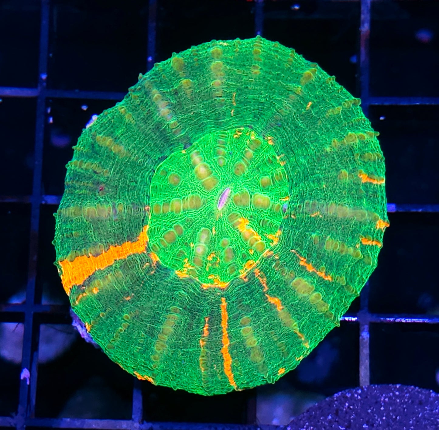 Bleeding Apple Scolymia