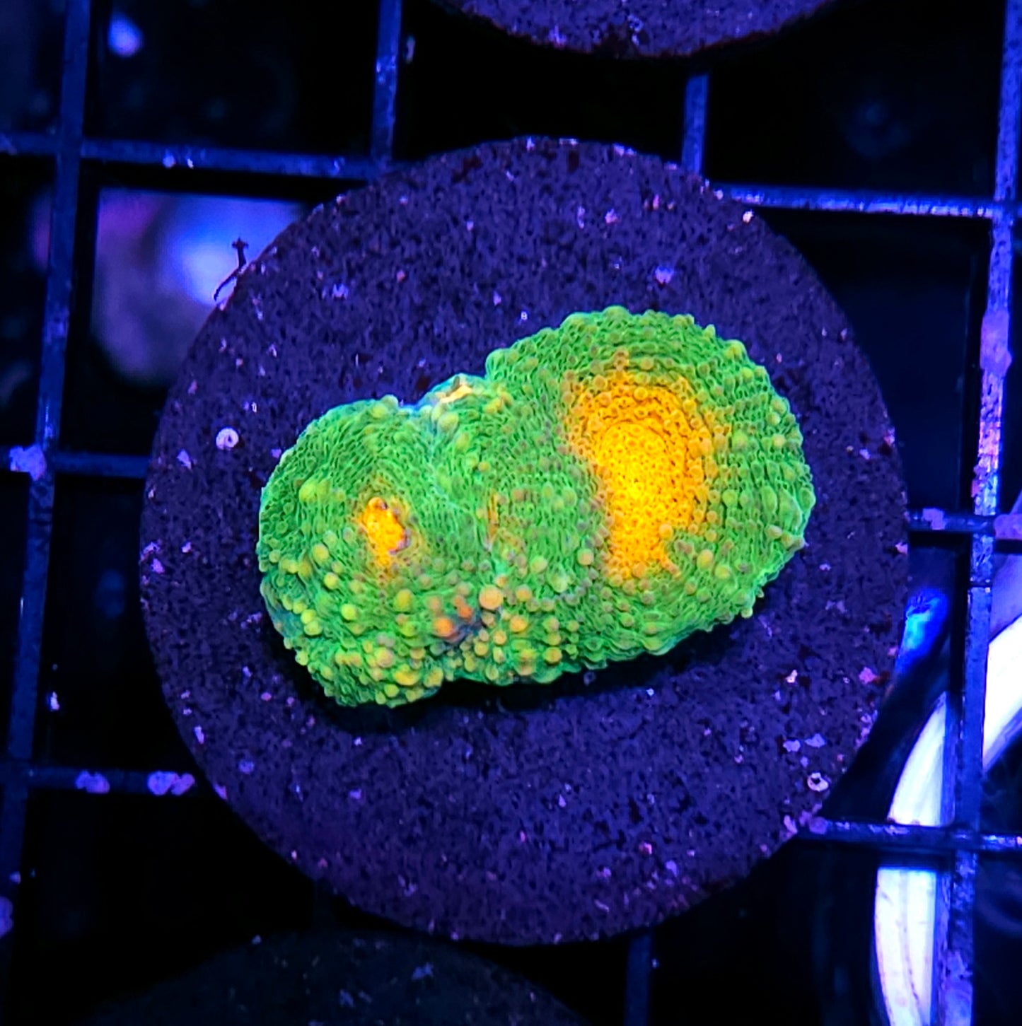 Miami Hurricanes Acan Echinata