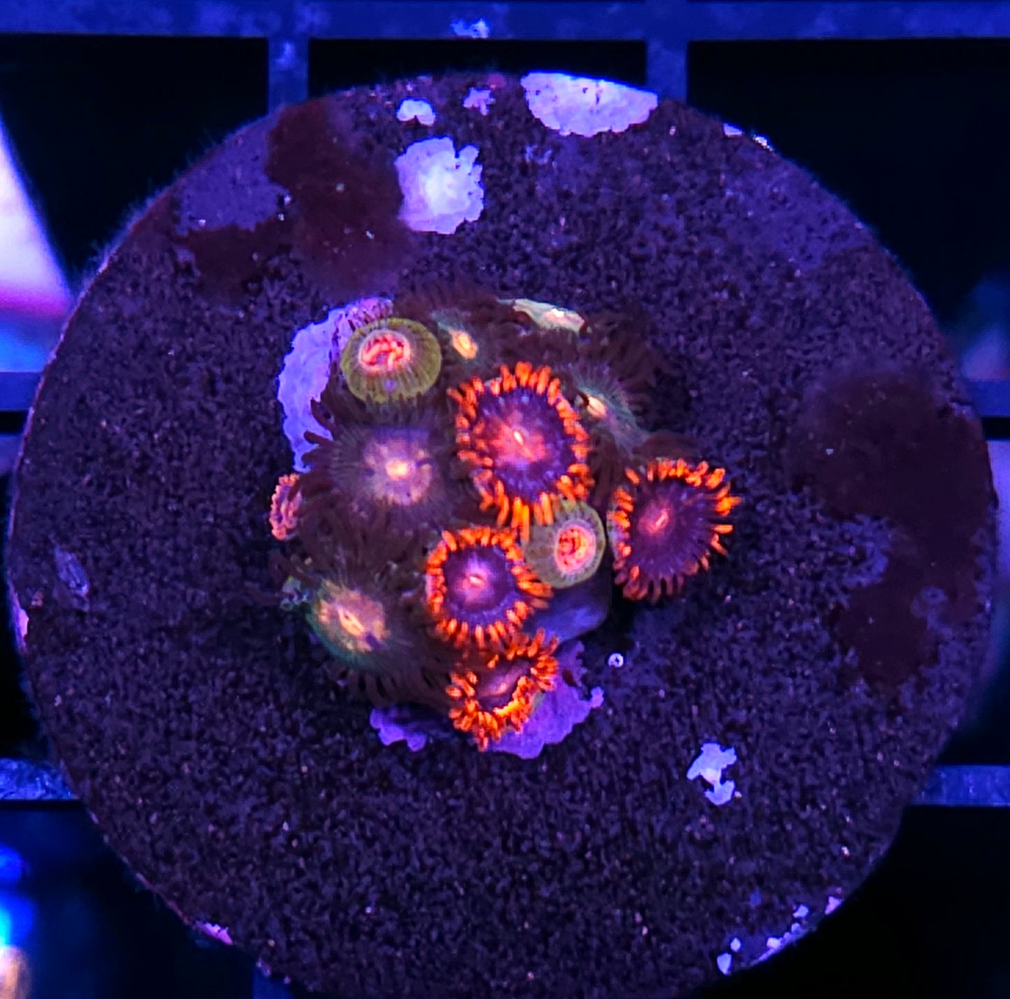 Mix Zoas