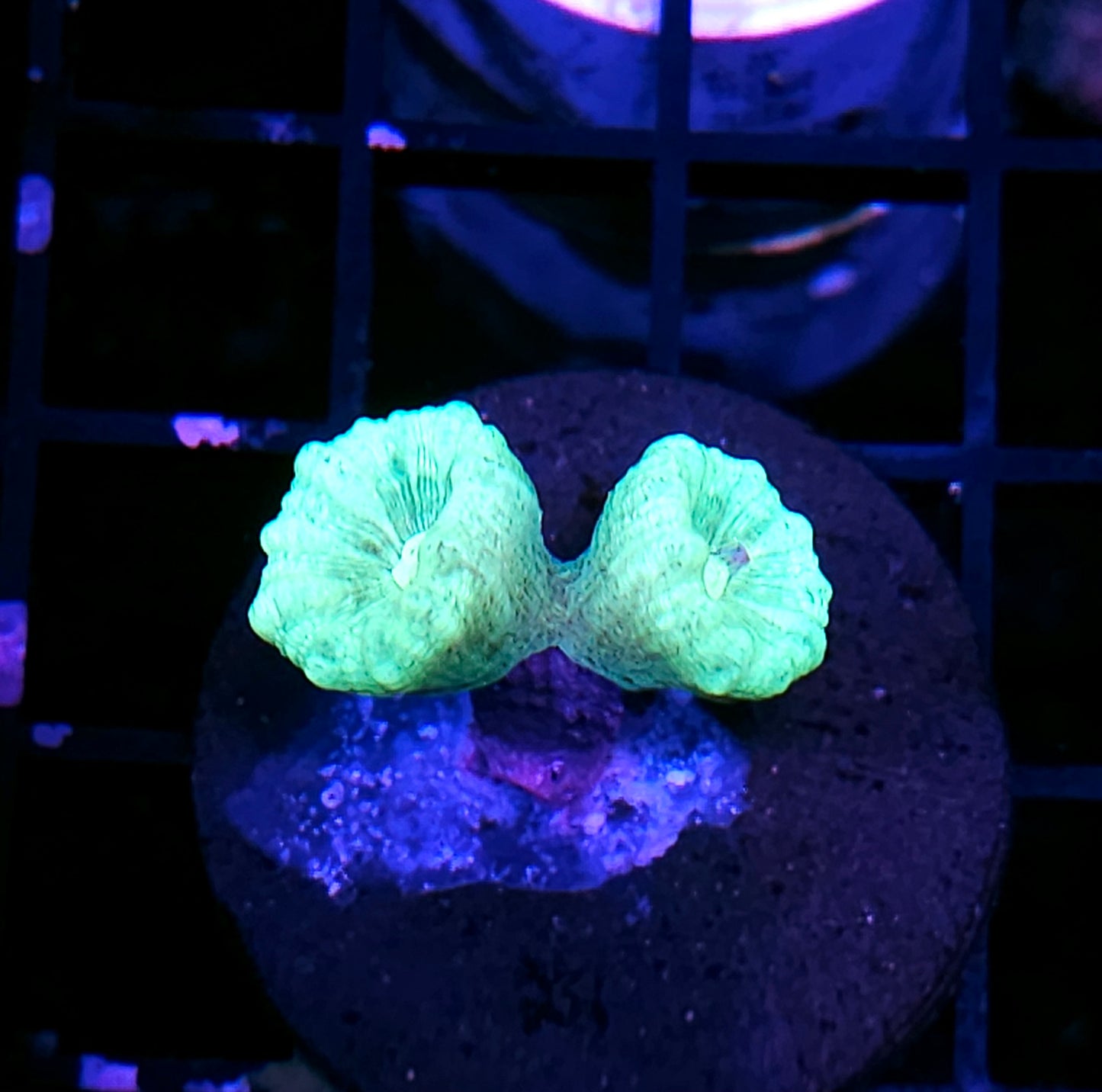 Kryptonite Candy Cane