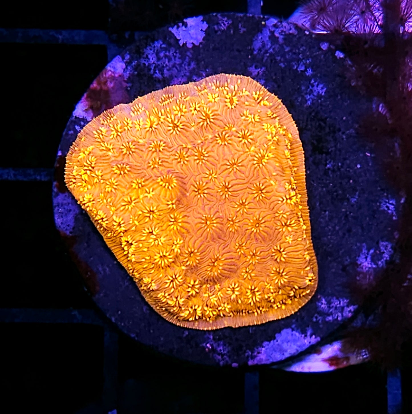 24kt Pavona Cactus