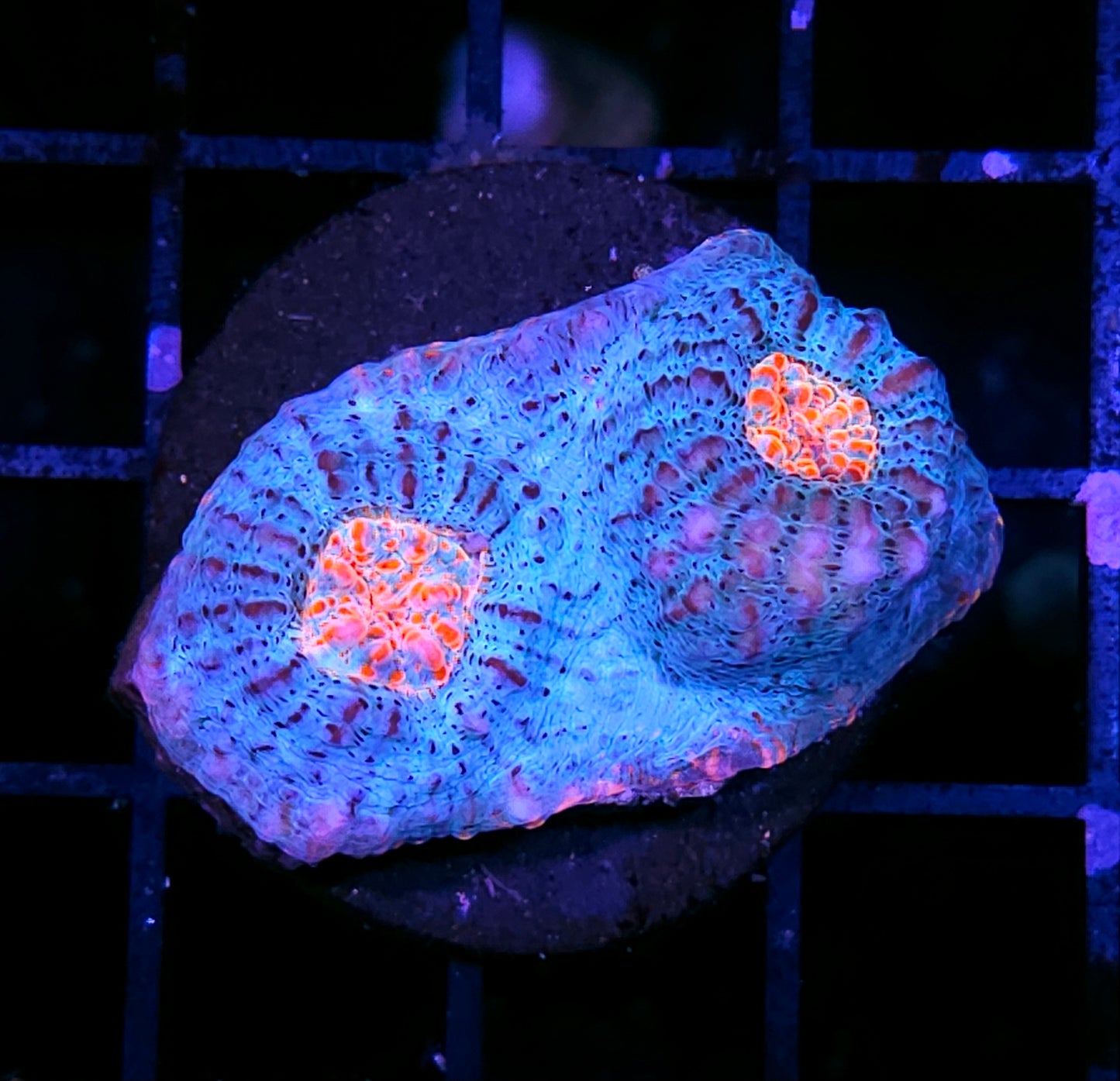 HF Yetti Red Rim Chalice