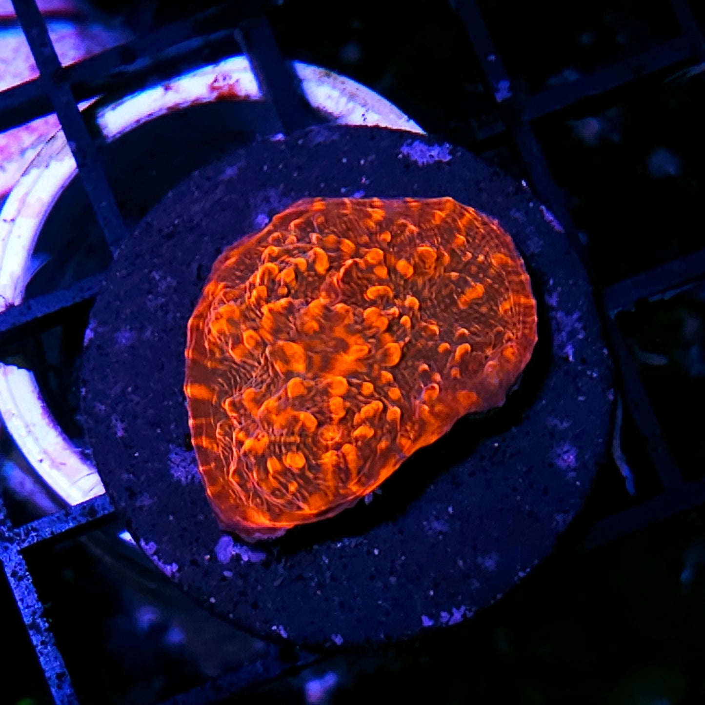 HF Supercharger Chalice
