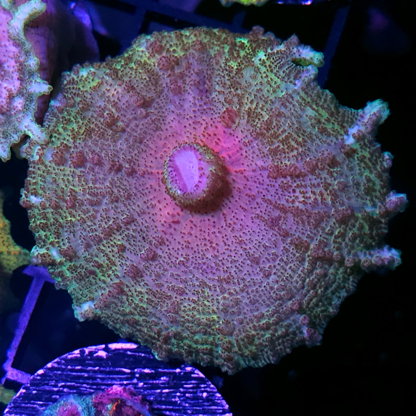 Funkadelic Neglecta Umbrella Mushroom