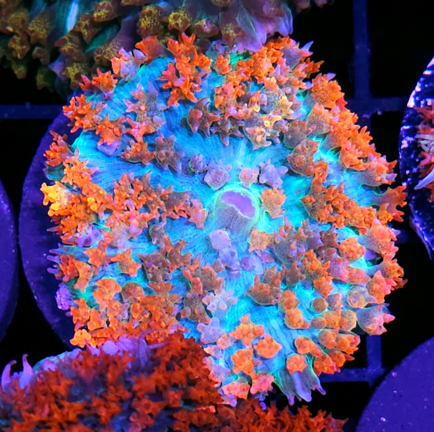 Adrenaline Junkie St Thomas Mushroom