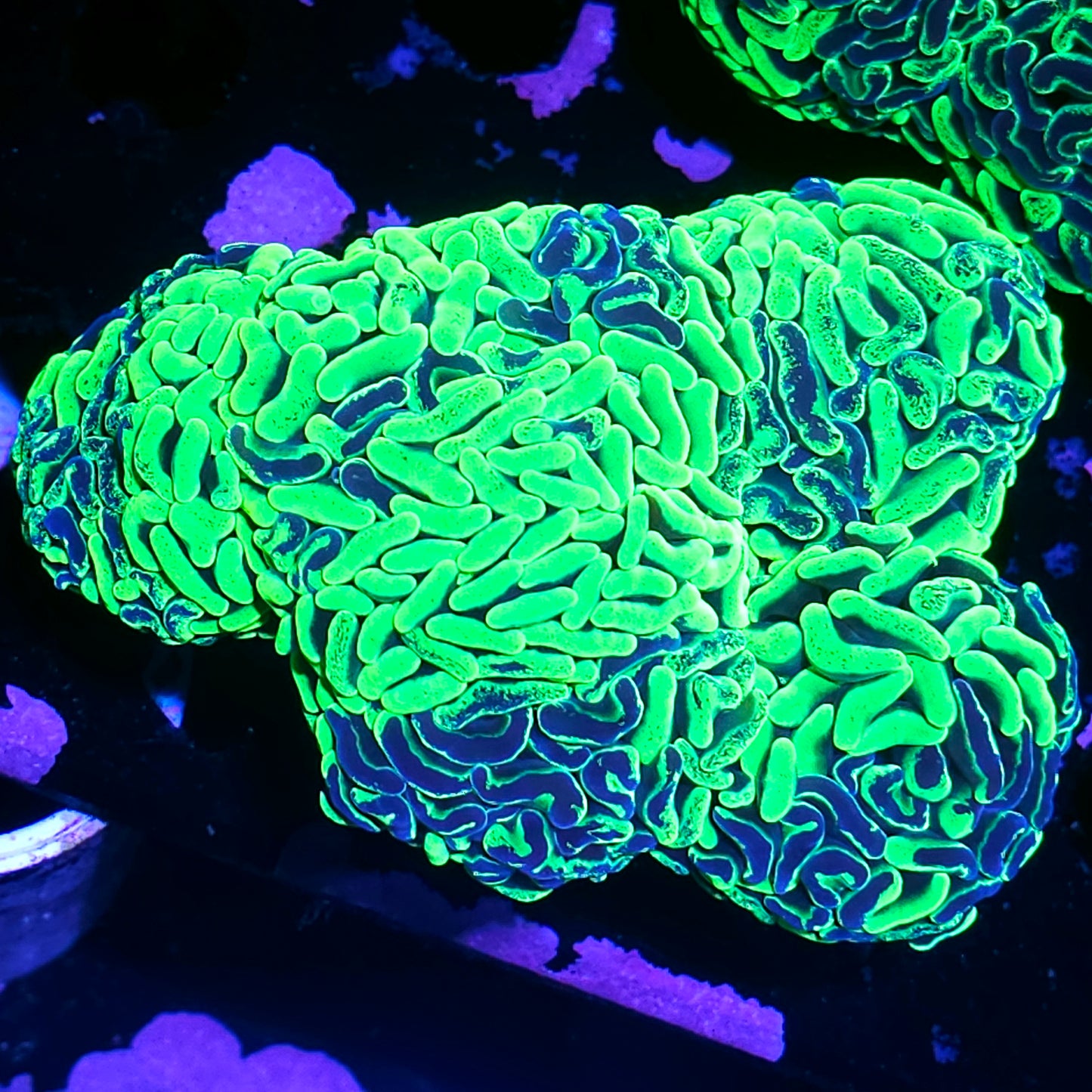 5-6 Head Toxic Splatter Australian Fat Head Branching Hammer Colony