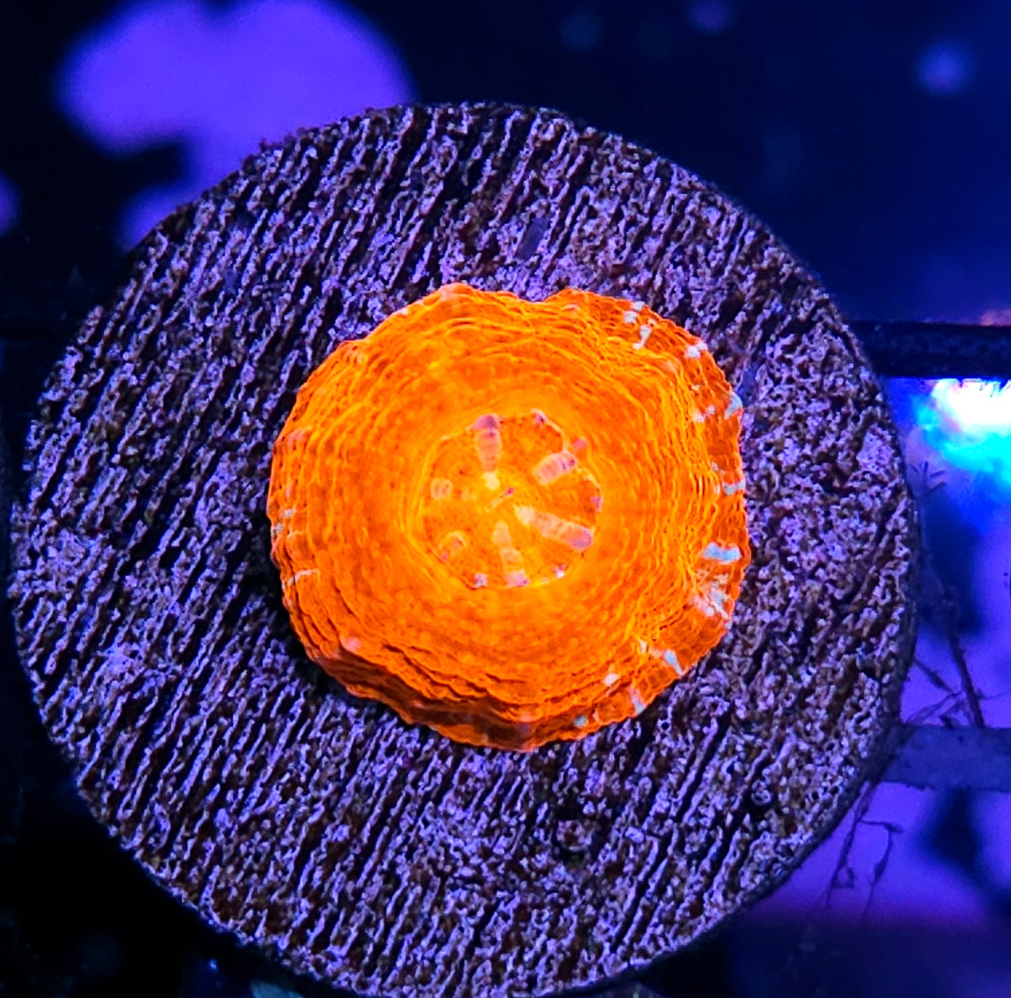 Aquacultured Tank Spawned Lava Flow Scolymia
