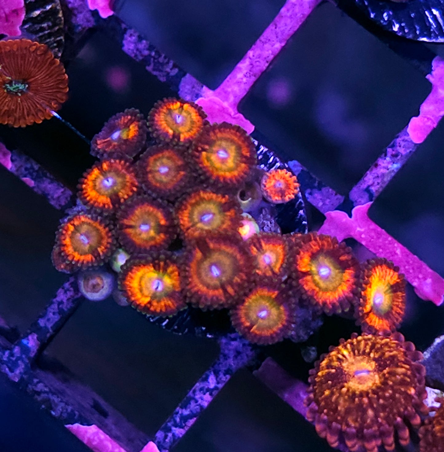 HF Bomberman Zoas