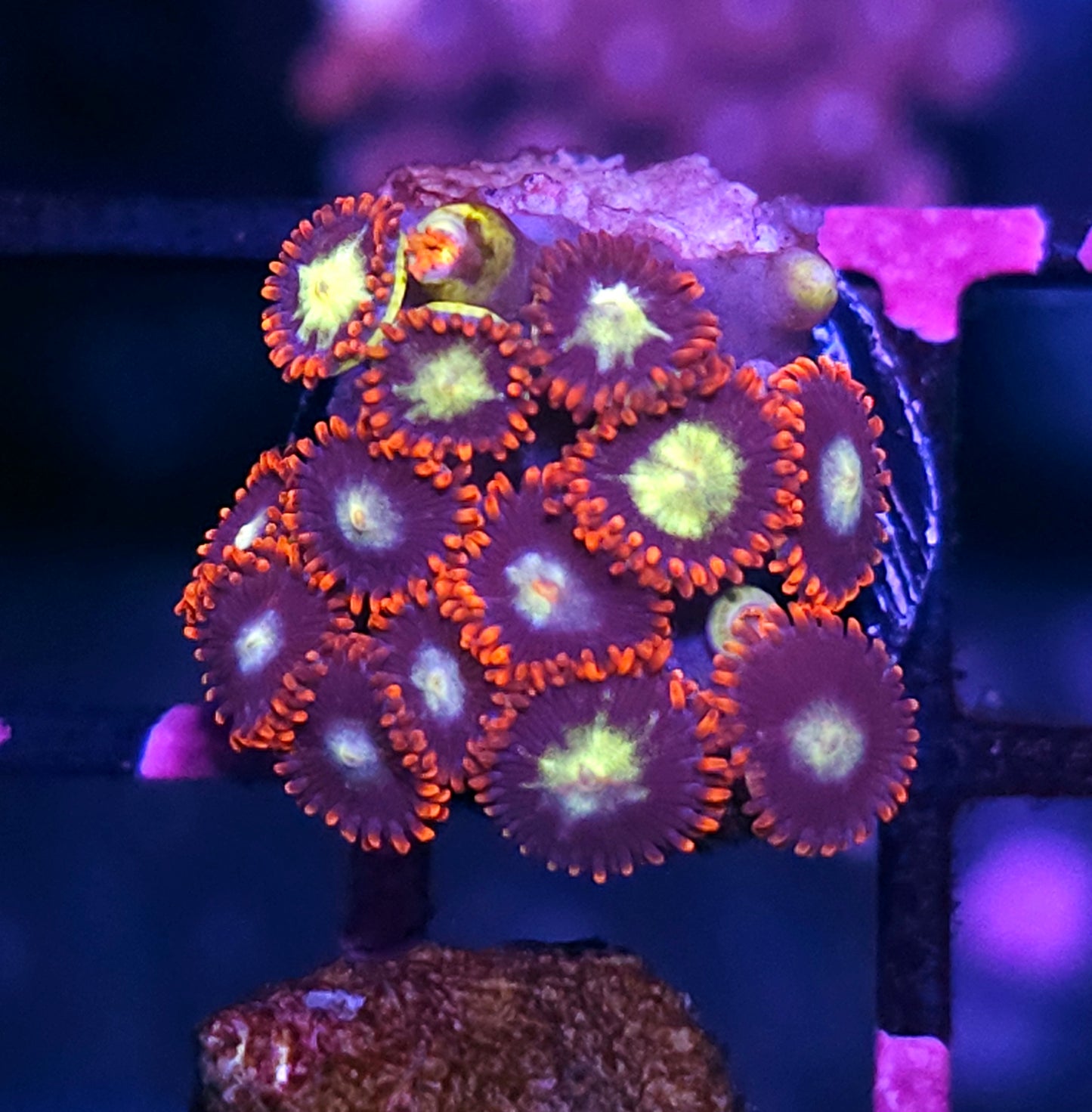 Striker Zoas