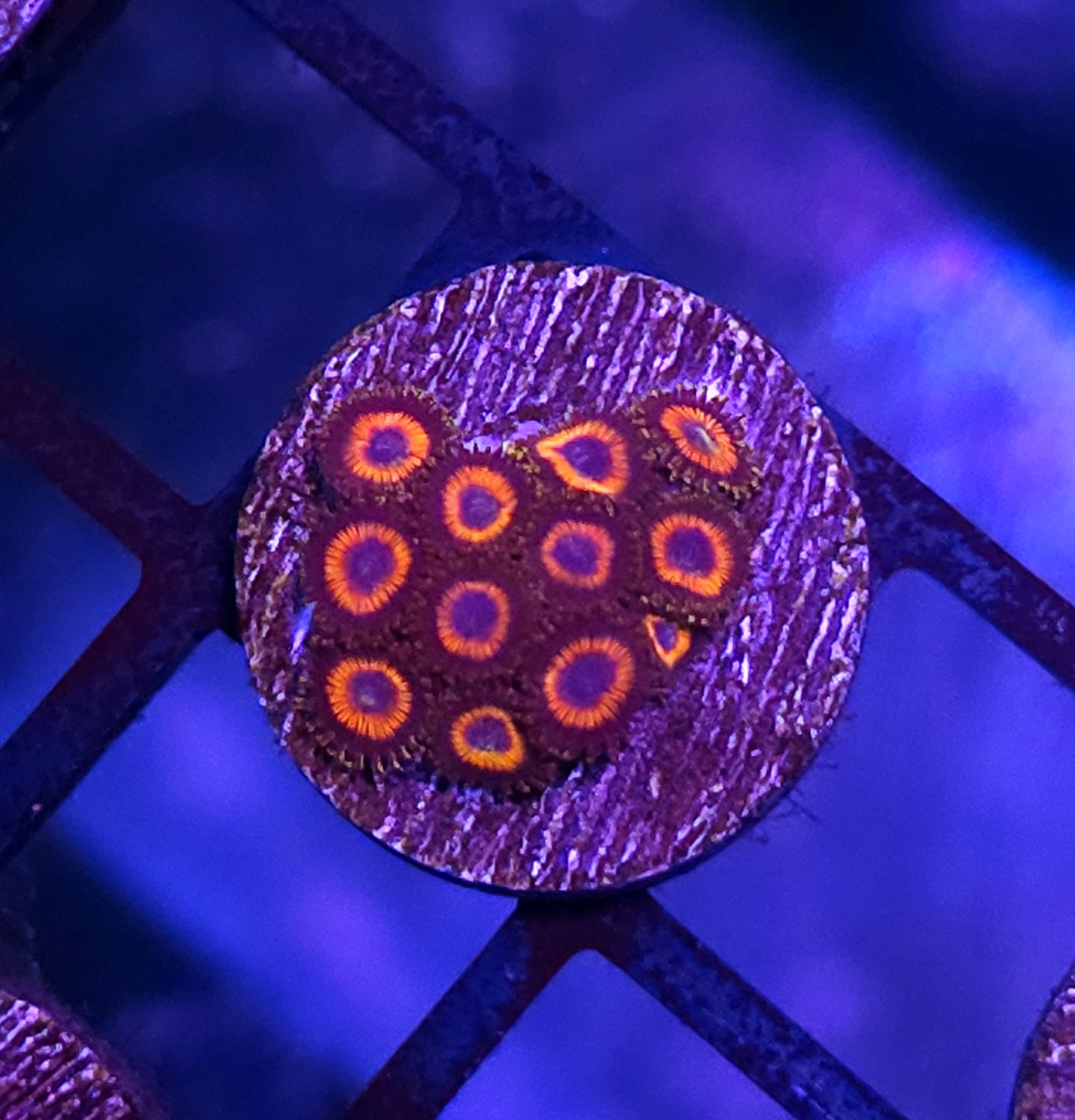 Circus Tents Zoas
