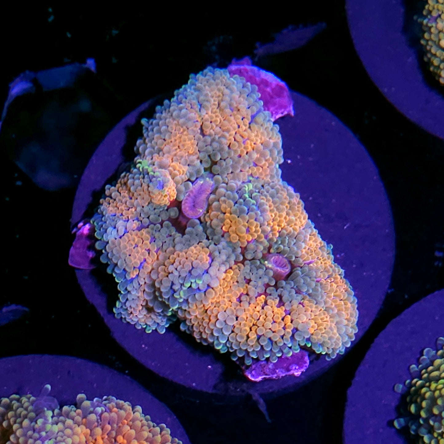 Tangerine Angels Ricordea