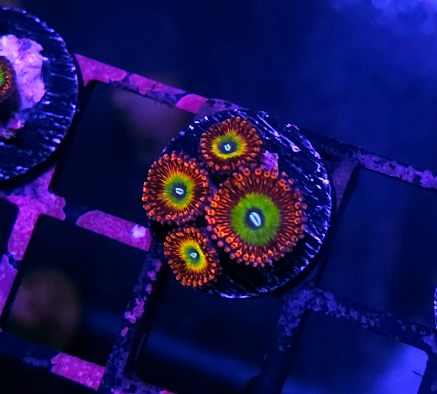 Bowser Zoas