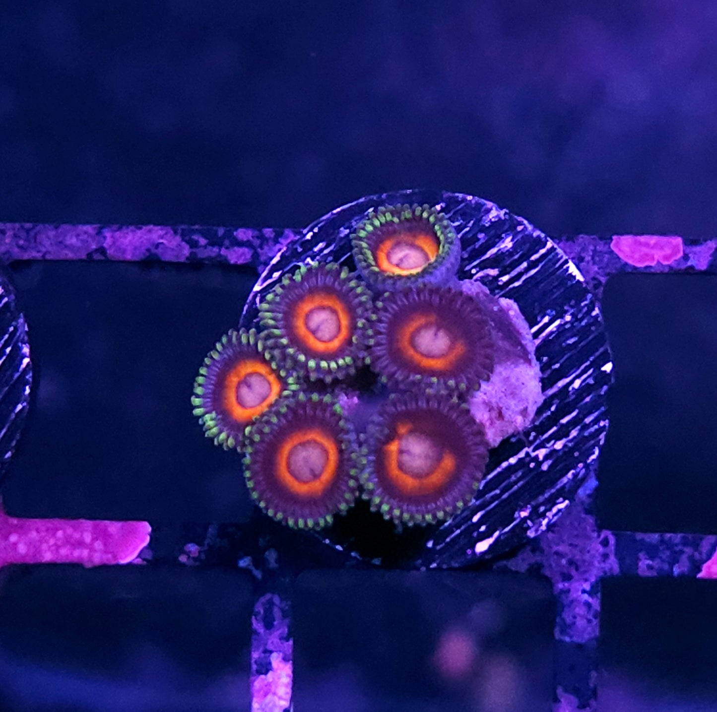Lockjaw Zoas
