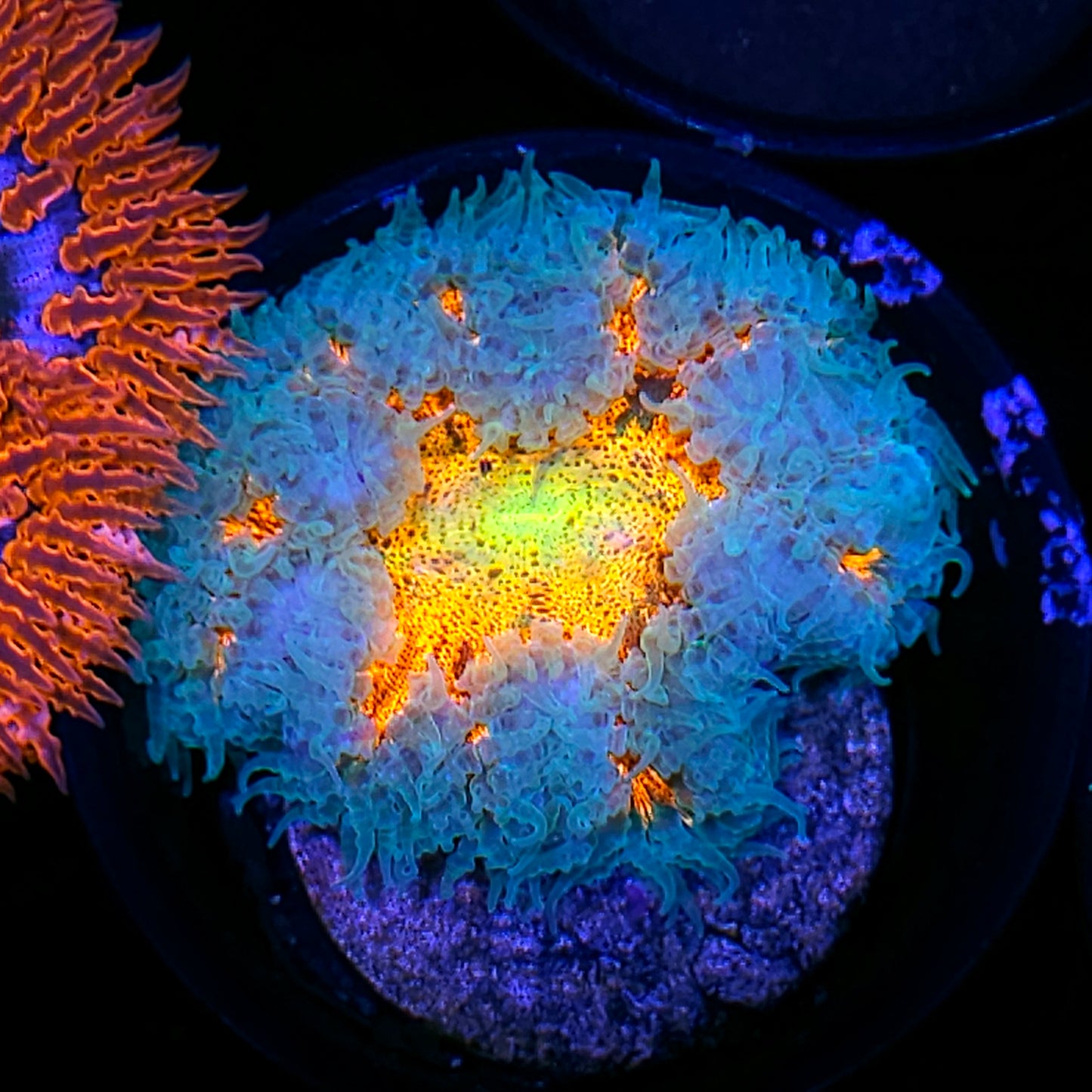 Radiant Flames Flower Anemone