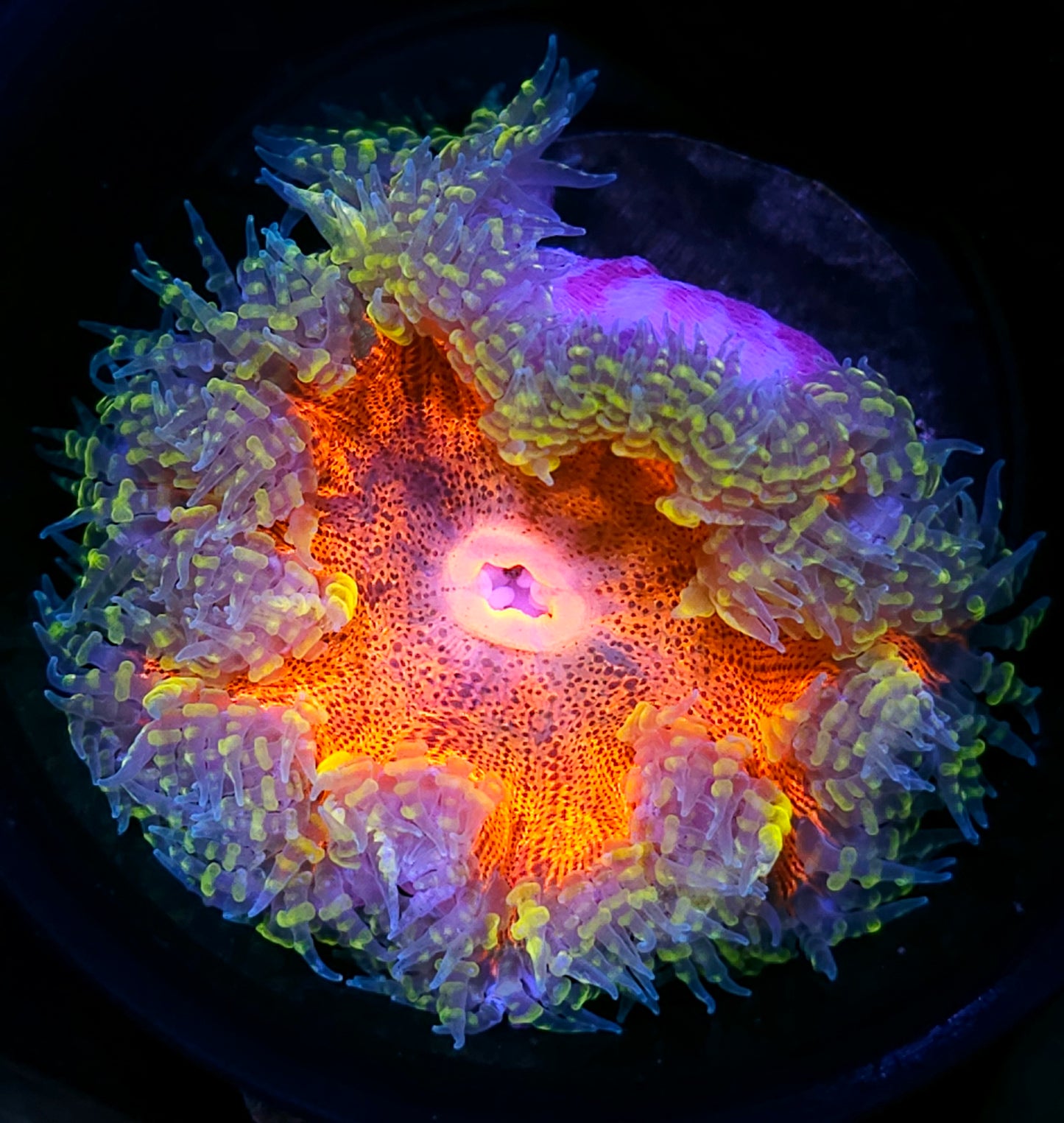 Fire Nymph Flower Anemone