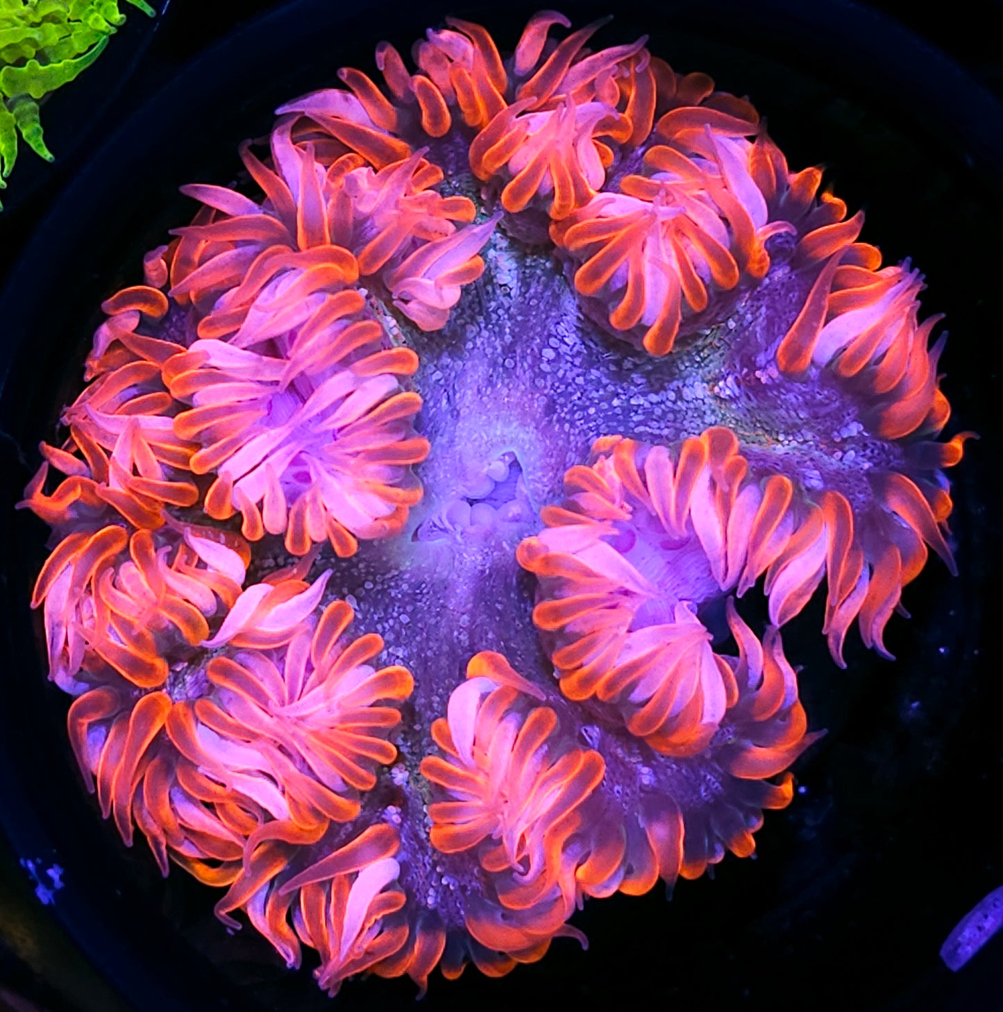 Catatonic Pink Flower Anemone