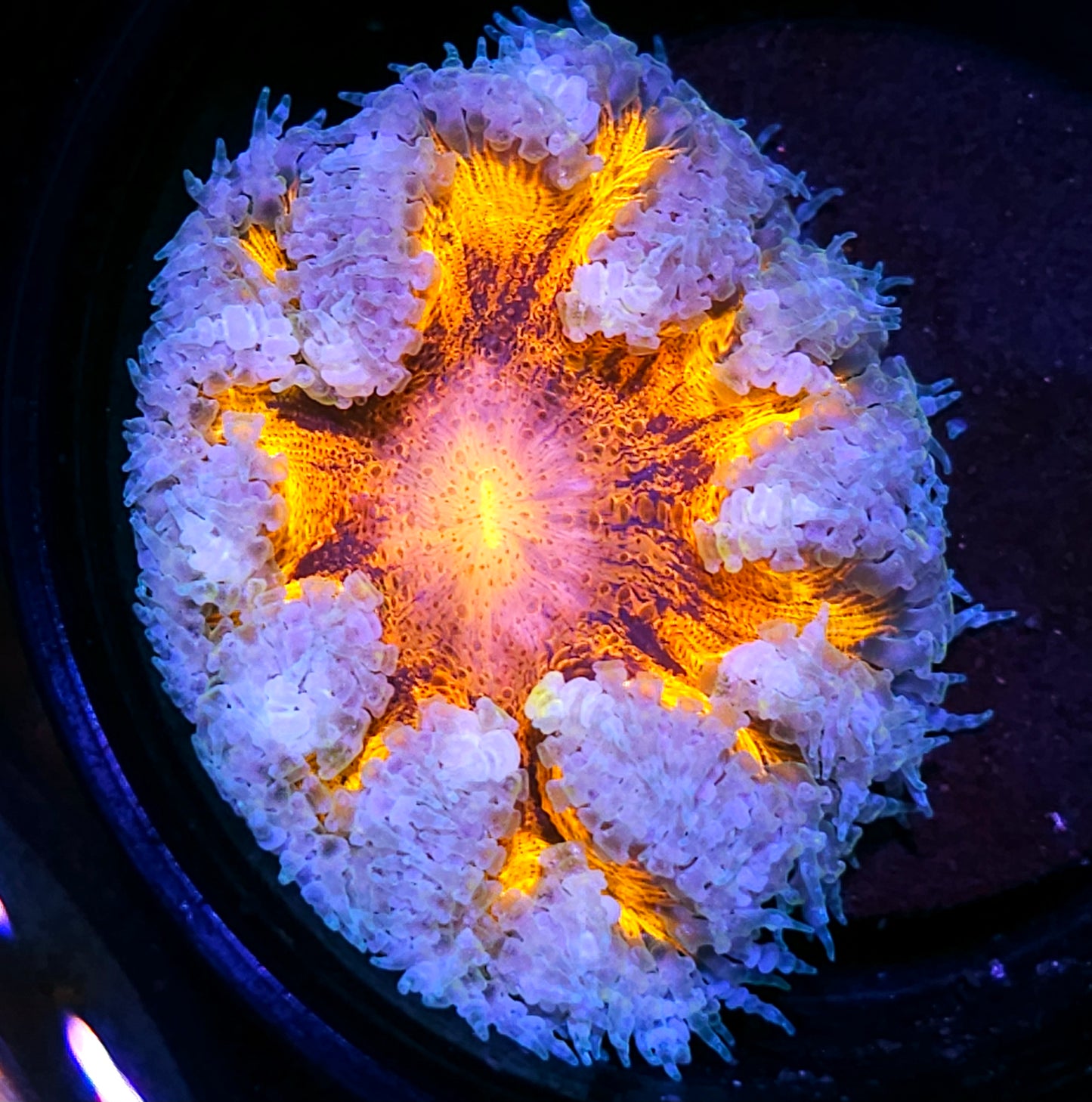 Solar Implosion Flower Anemone