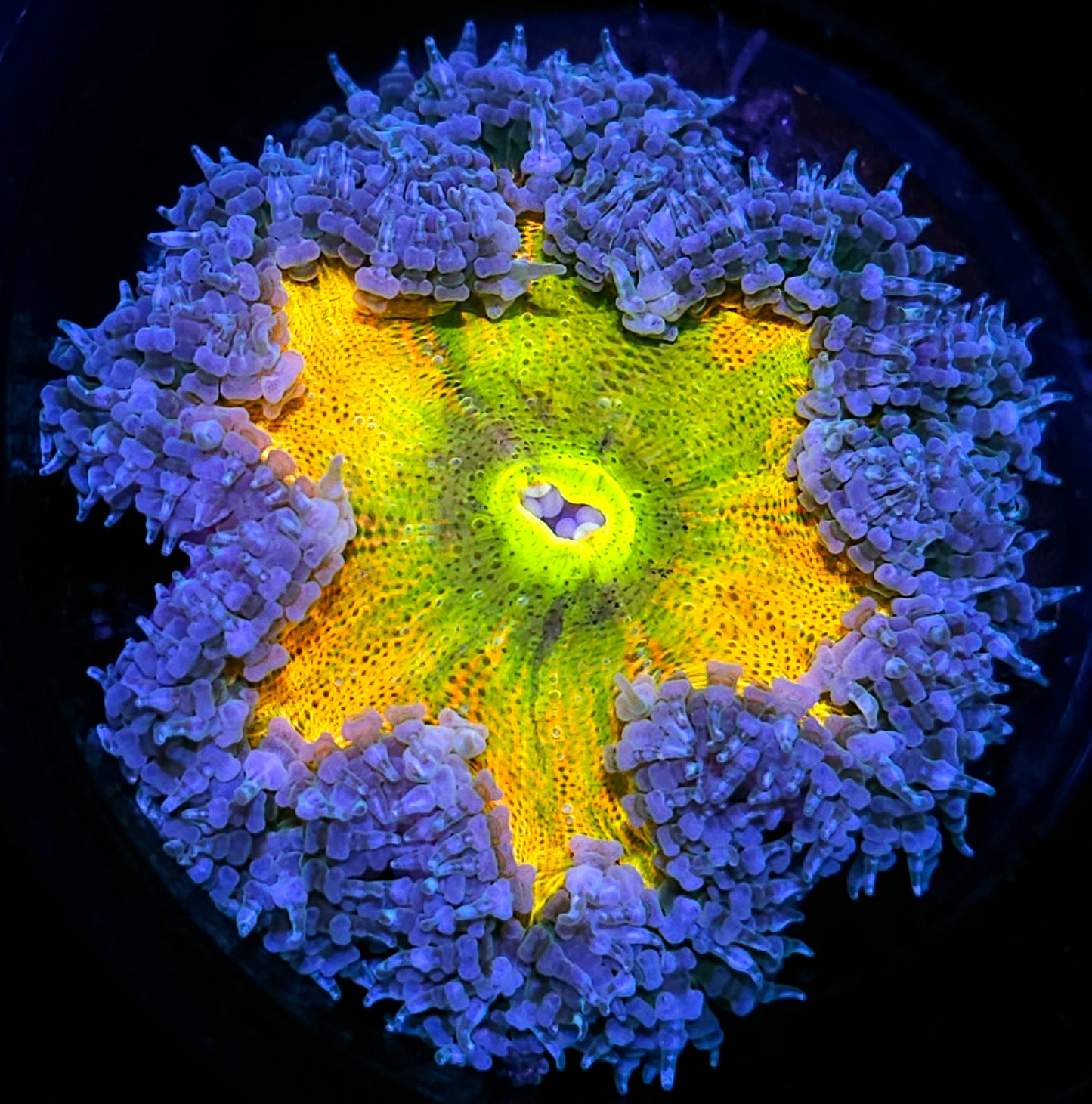 Rainbow Nexus Flower Anemone