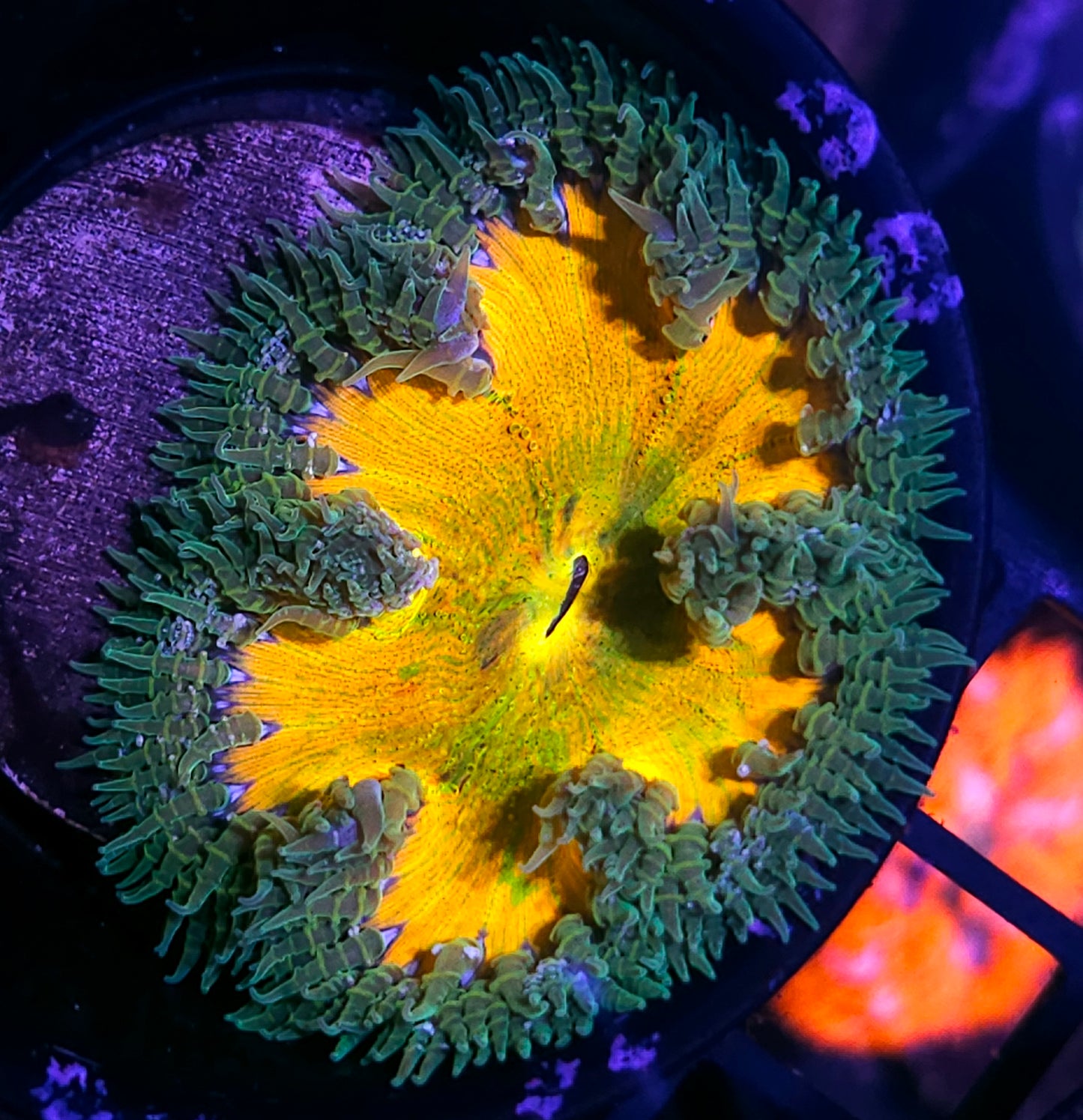 Rainbow Streaks Flower Anemone